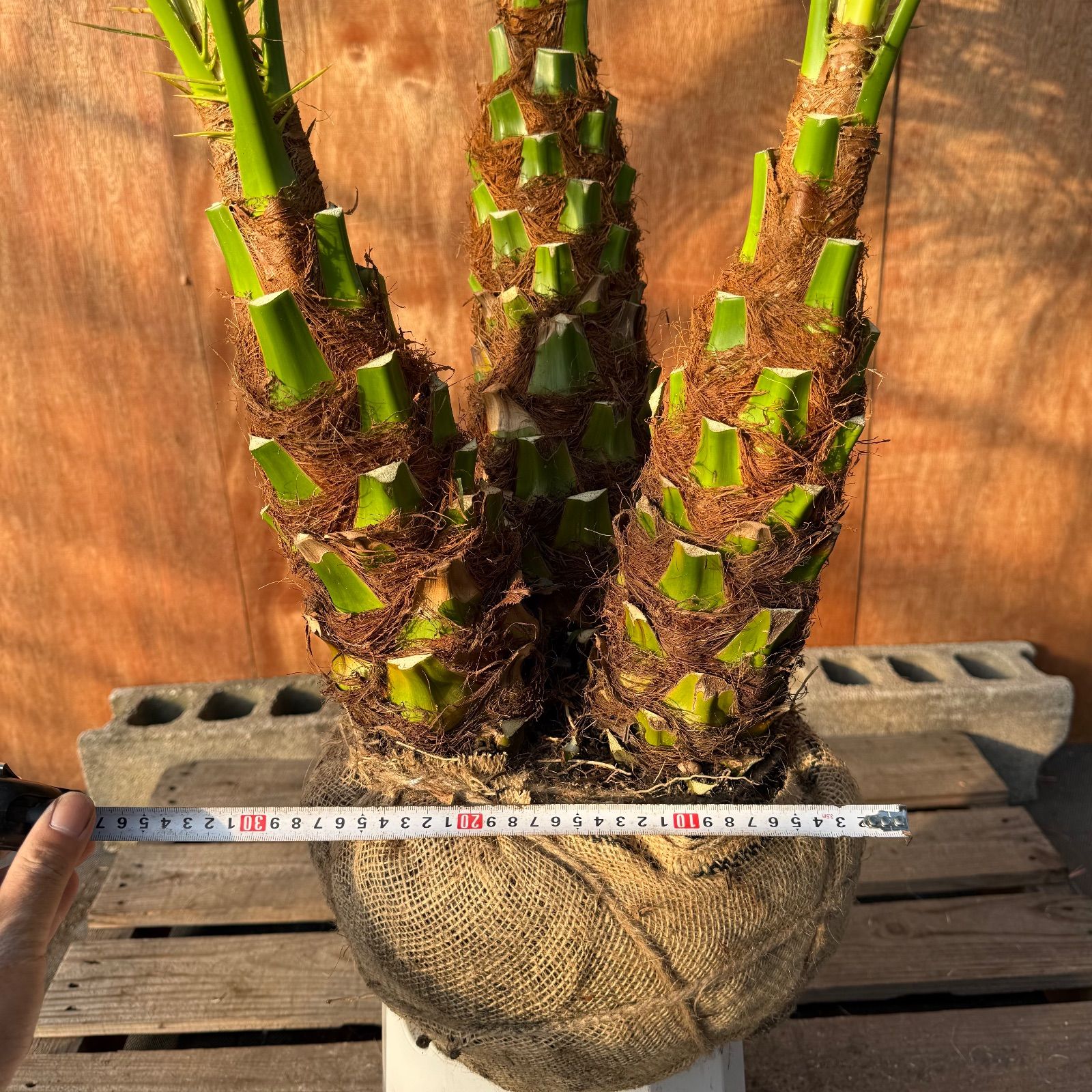 限定株】フェニックス・ロベレニー🌴 3本立ち 希少な極太幹✨ 葉先約