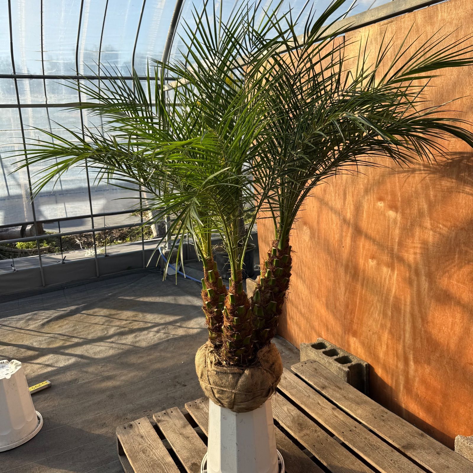 限定株】フェニックス・ロベレニー🌴 3本立ち 希少な極太幹✨ 葉先約