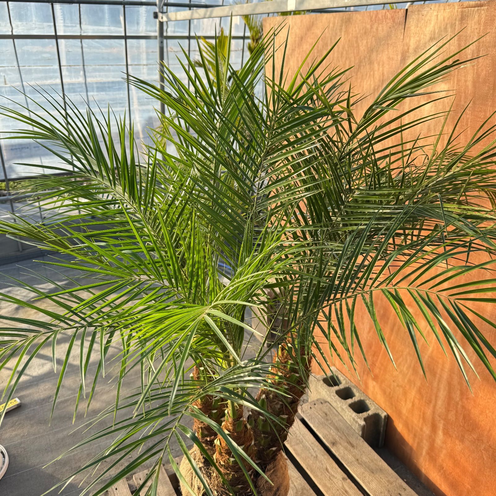 限定株】フェニックス・ロベレニー🌴 3本立ち 希少な極太幹✨ 葉先約