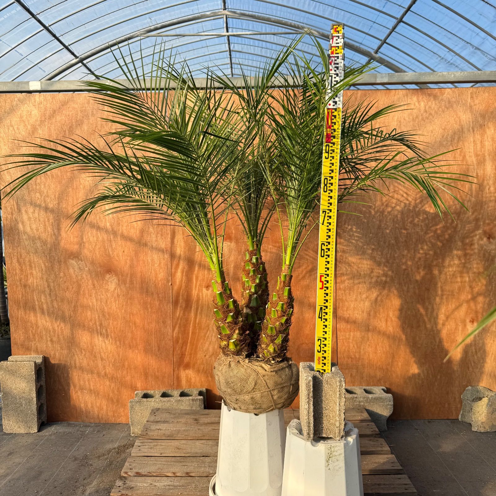 限定株】フェニックス・ロベレニー🌴 3本立ち 希少な極太幹✨ 葉先約