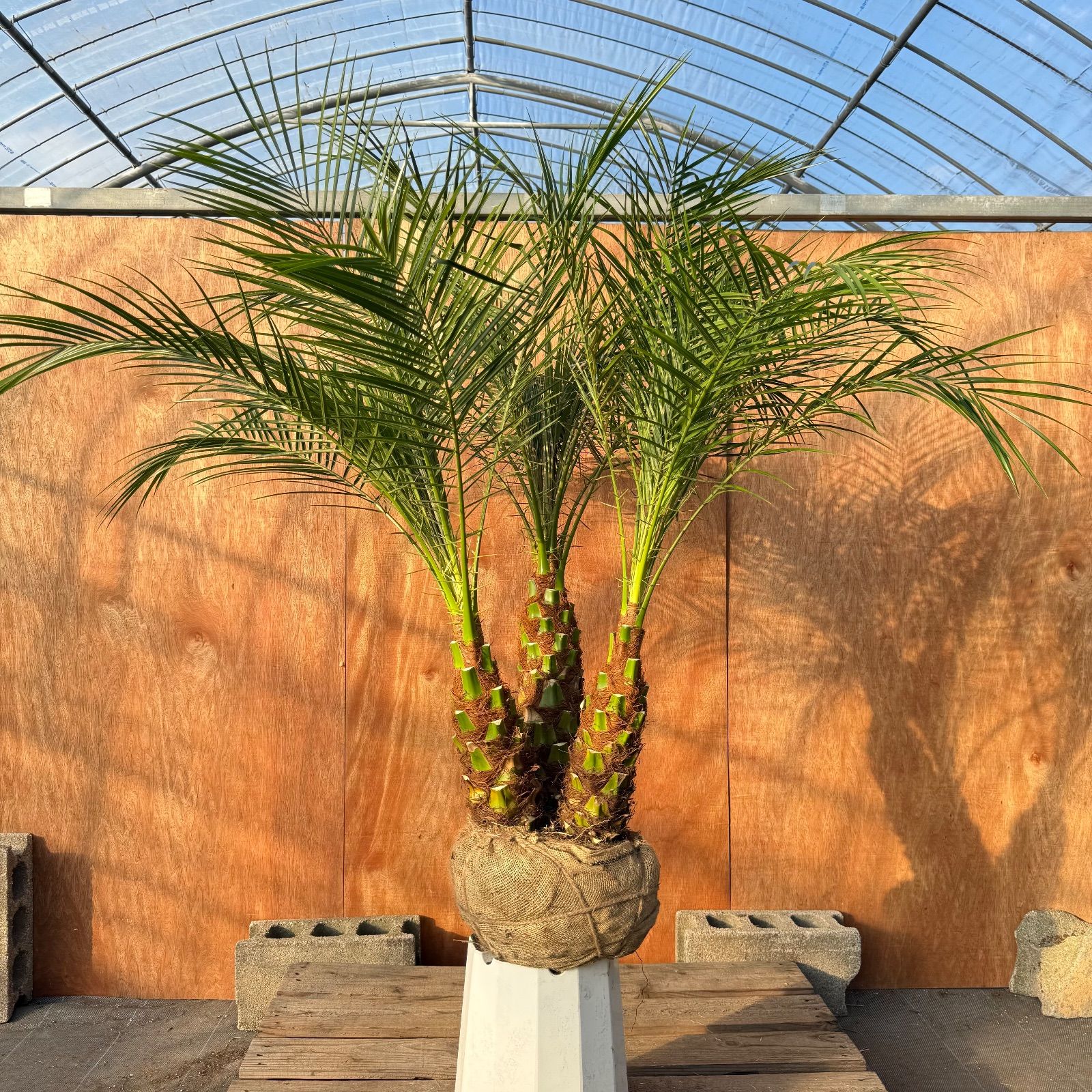 限定株】フェニックス・ロベレニー🌴 3本立ち 希少な極太幹✨ 葉先約