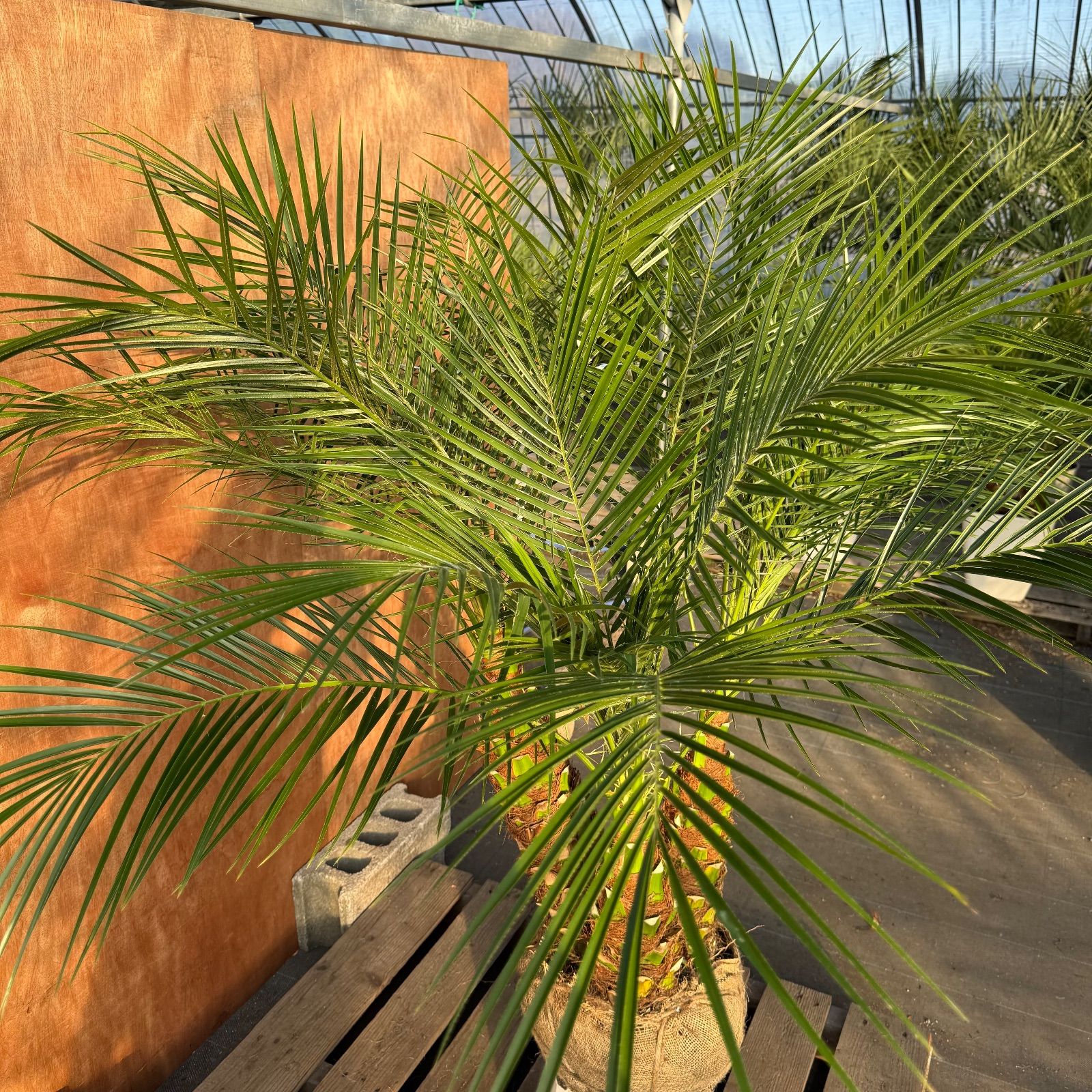 限定株】フェニックス・ロベレニー🌴 3本立ち 希少な極太幹✨ 葉先約