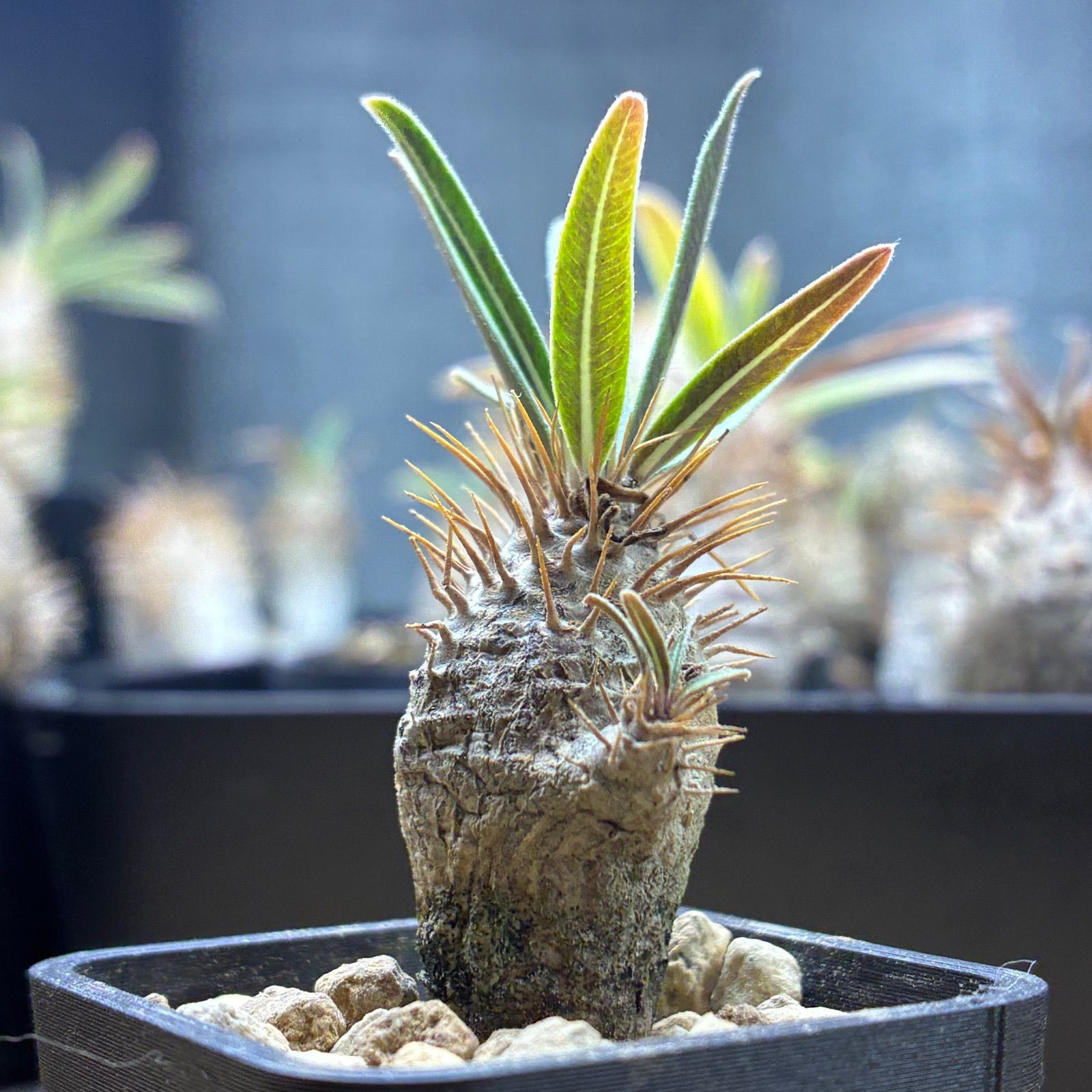 塊根植物】パキポディウム グラキリス 鉢ごと発送 送料無料 #215