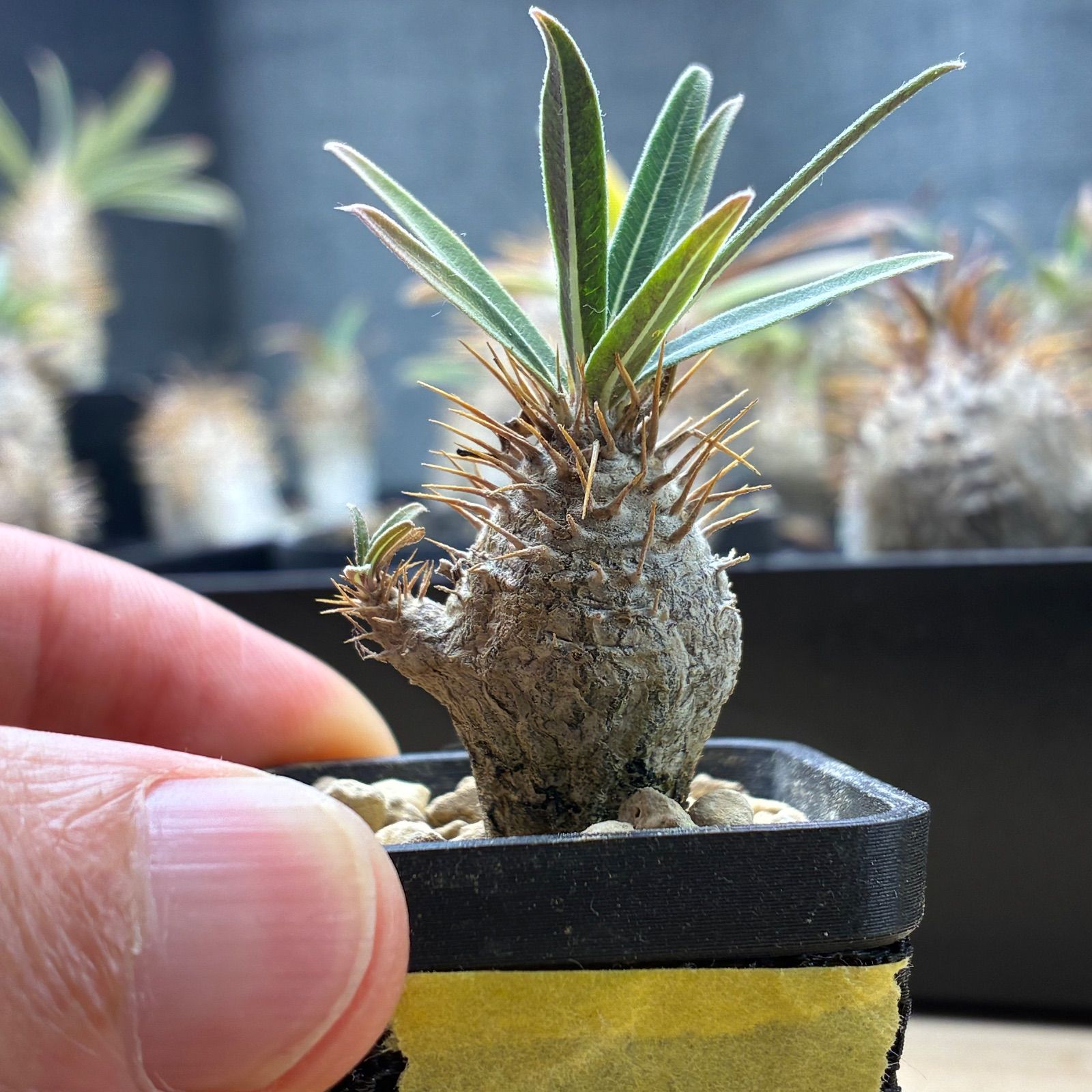 塊根植物】パキポディウム グラキリス 鉢ごと発送 送料無料 #215