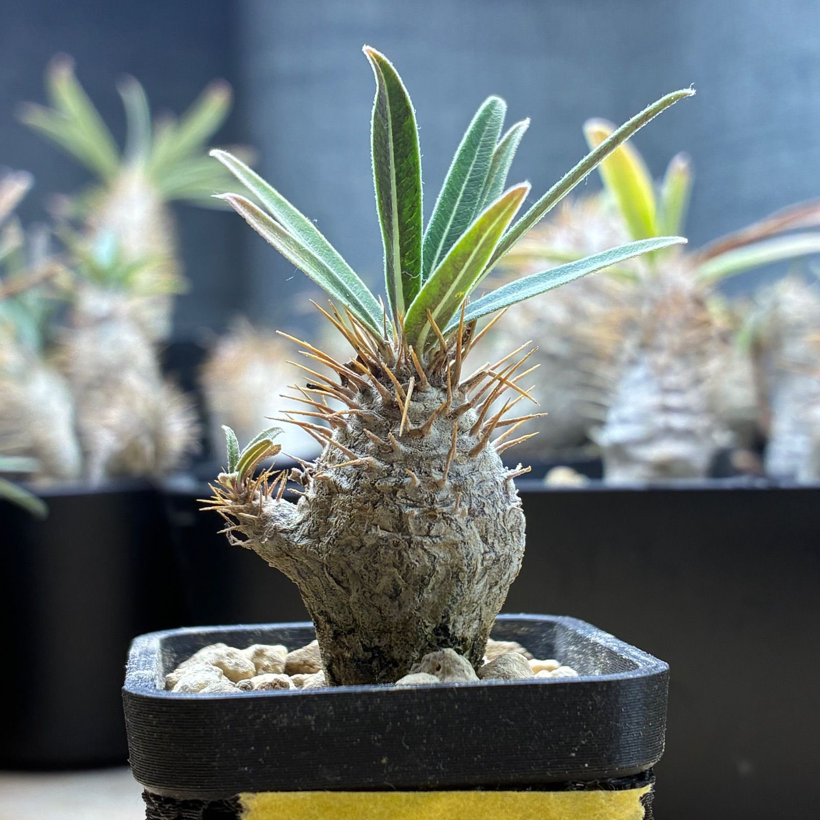 塊根植物】パキポディウム グラキリス 鉢ごと発送 送料無料 #215