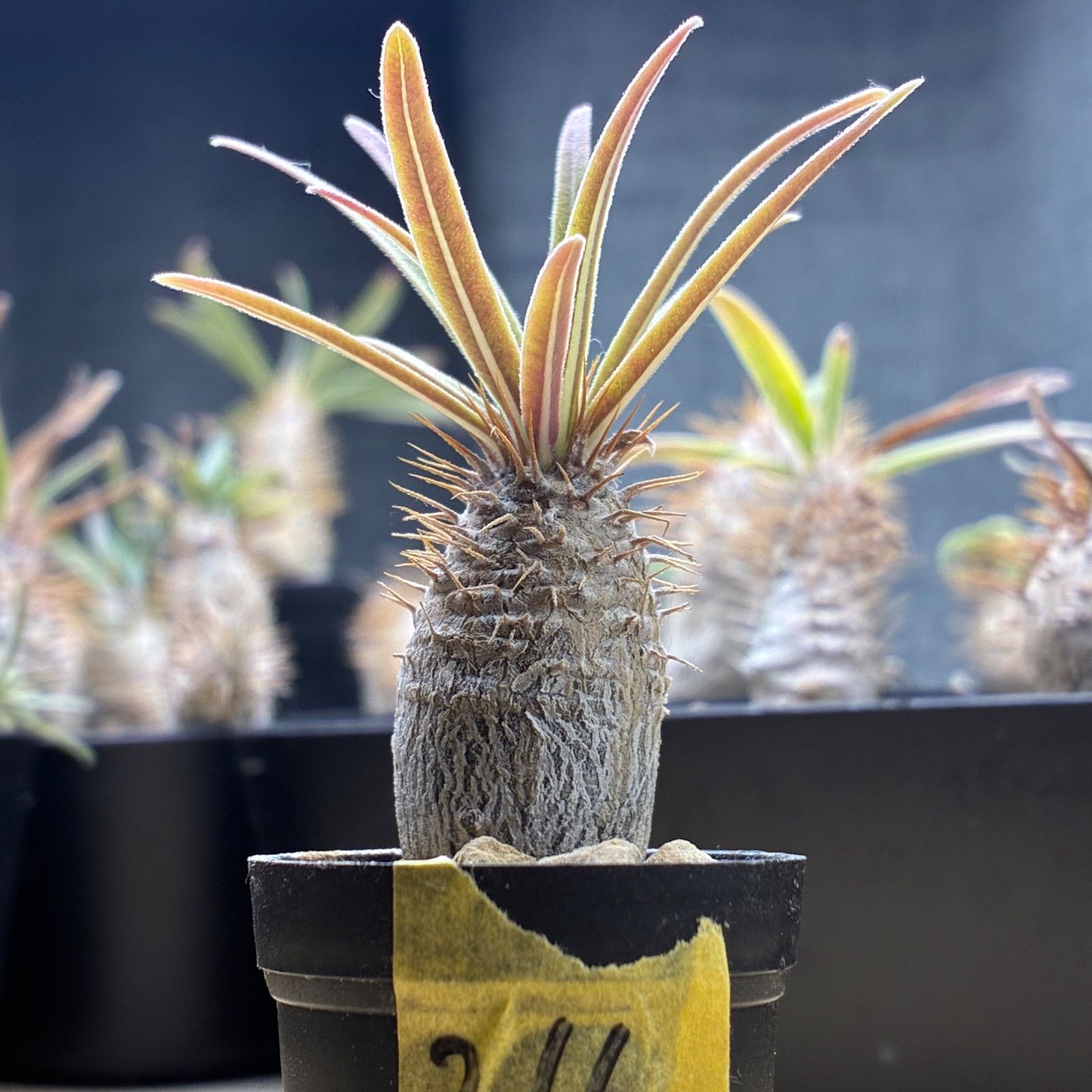 パキポディウムグラキリス実生 現品鉢ごと発送メルカリ便 塊根植物】パキポディウム グラキリス 鉢ごと発送 送料無料 #216