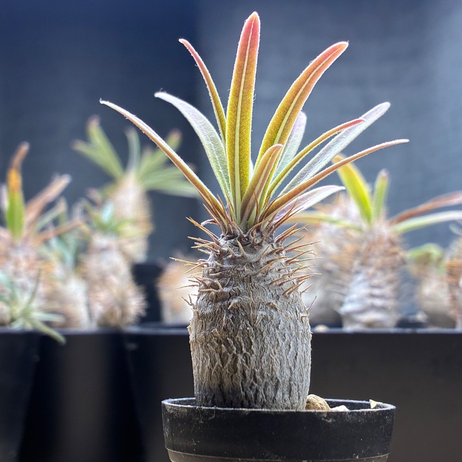 塊根植物】パキポディウム グラキリス 鉢ごと発送 送料無料 #216