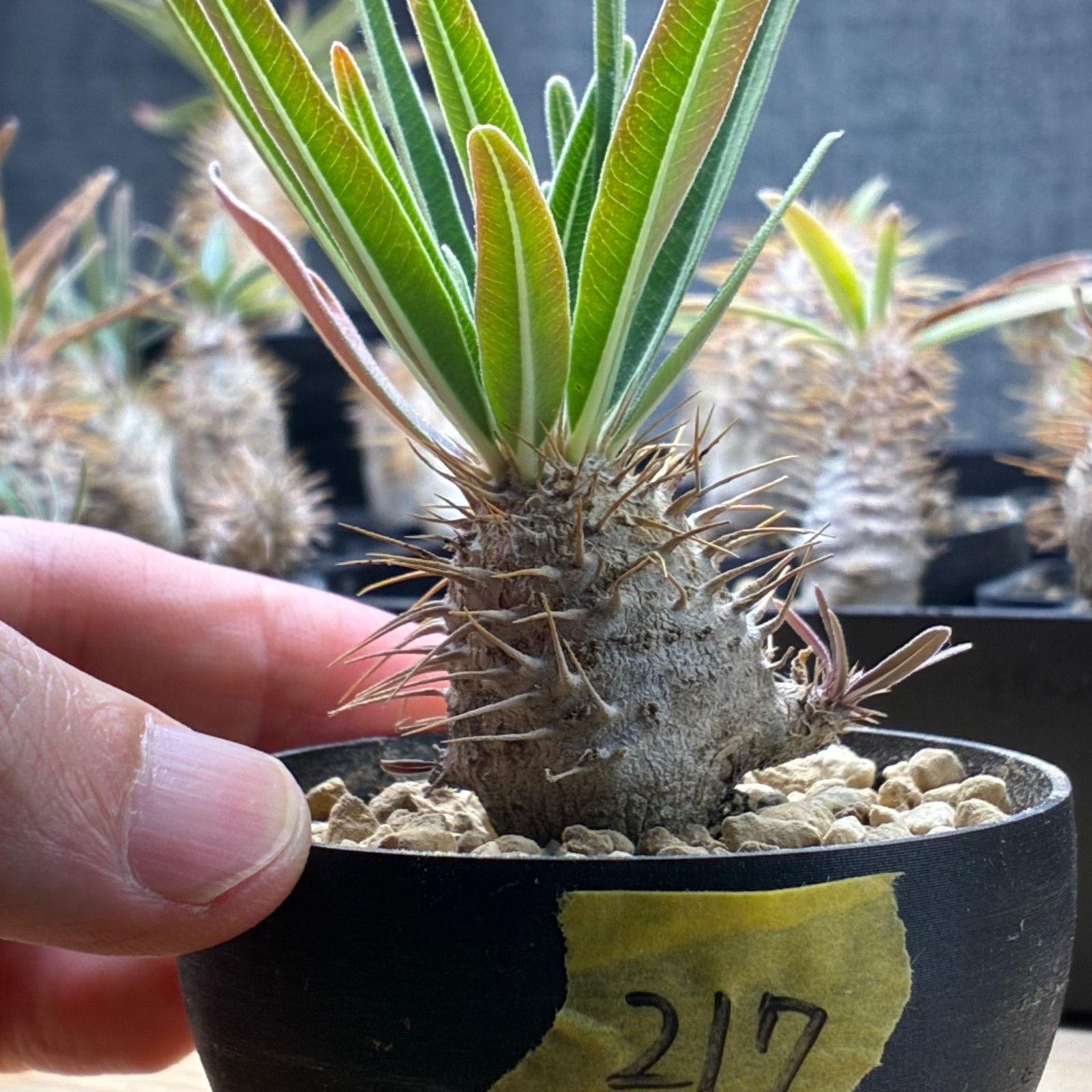 塊根植物】パキポディウム グラキリス 鉢ごと発送 送料無料 #217