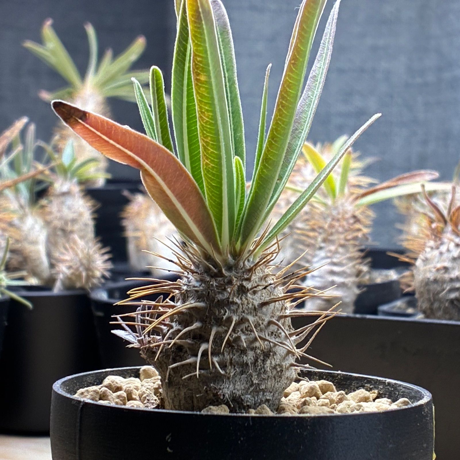 塊根植物】パキポディウム グラキリス 鉢ごと発送 送料無料 #217