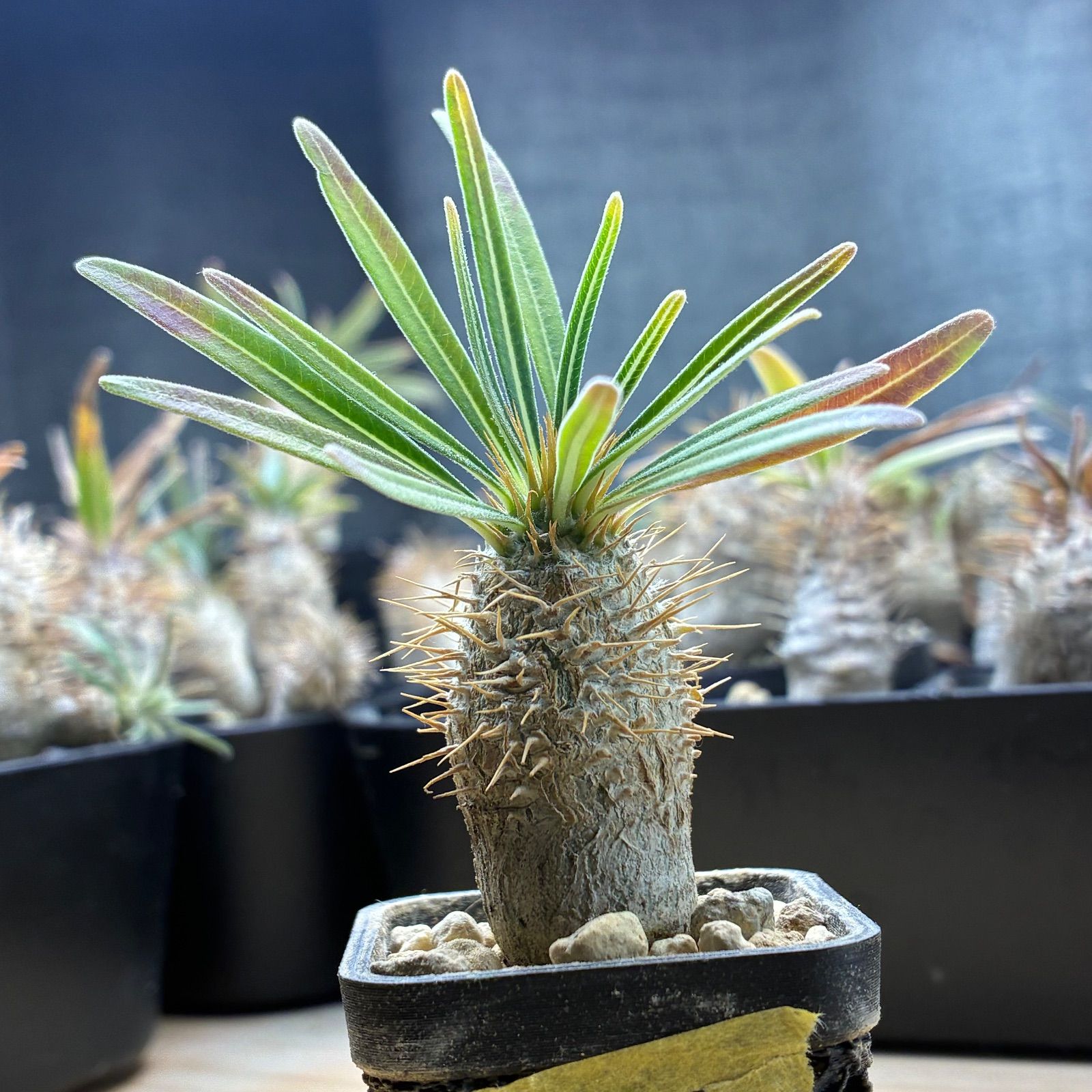 塊根植物】パキポディウム グラキリス 鉢ごと発送 送料無料 #219