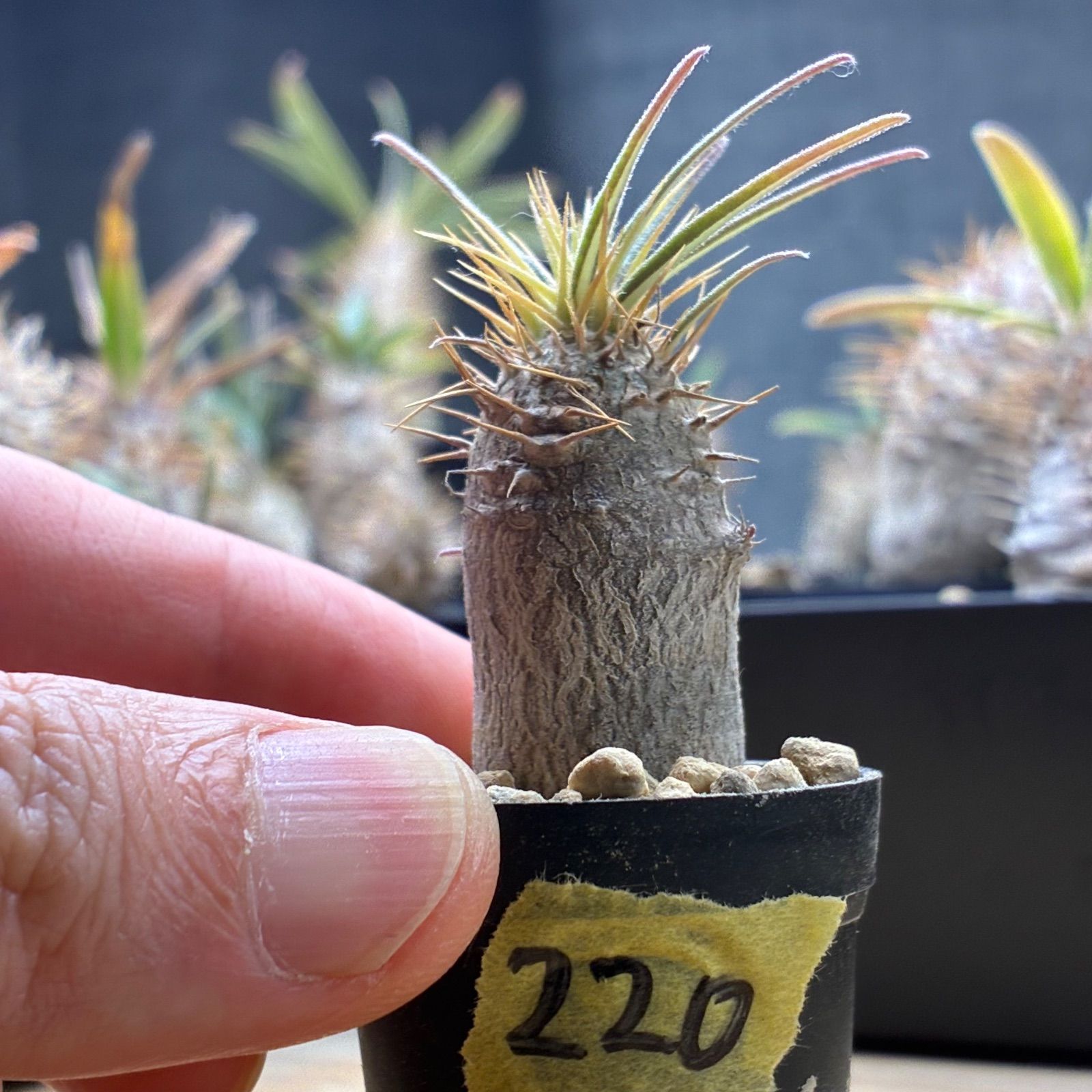 塊根植物】パキポディウム グラキリス 鉢ごと発送 送料無料 #220