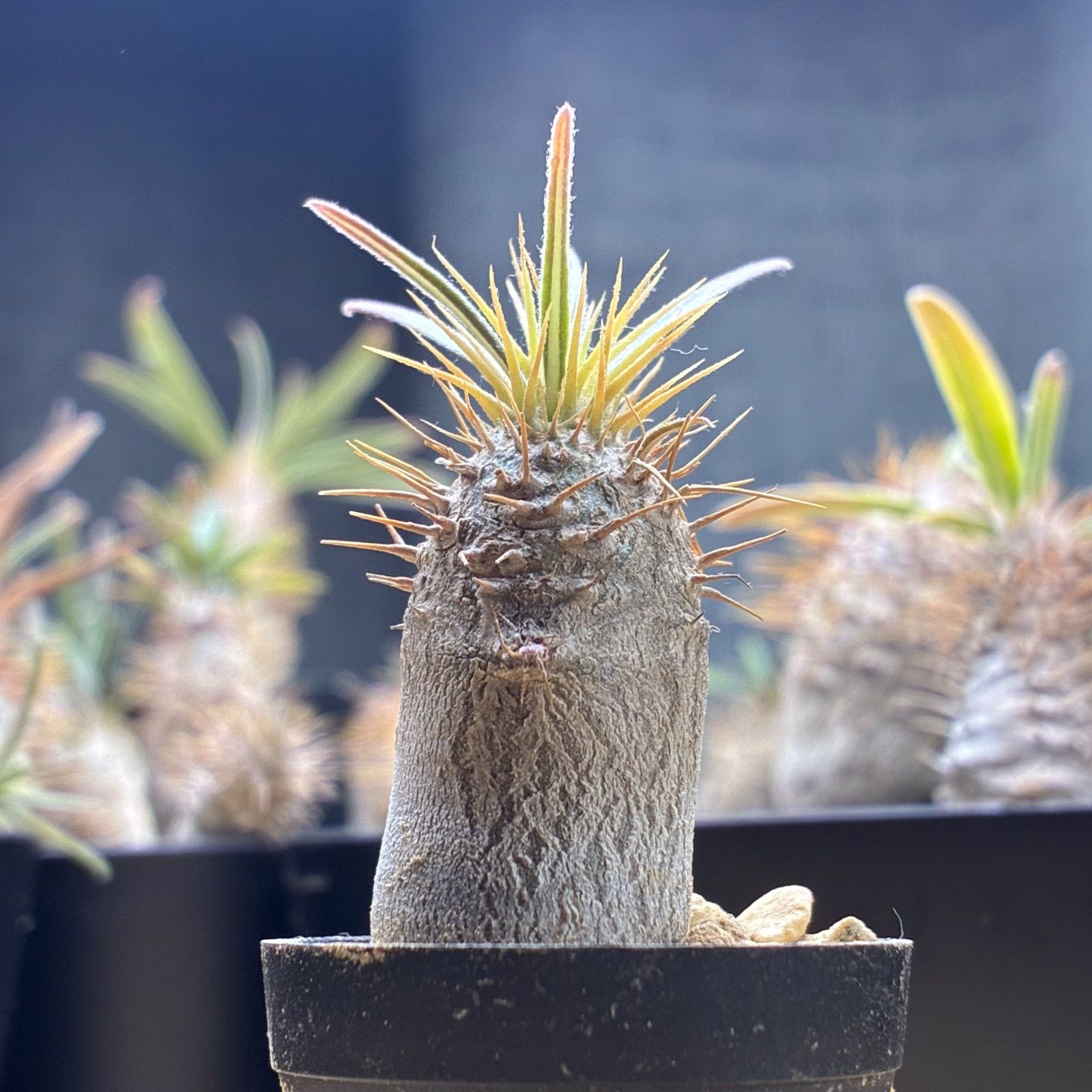 塊根植物】パキポディウム グラキリス 鉢ごと発送 送料無料 #220