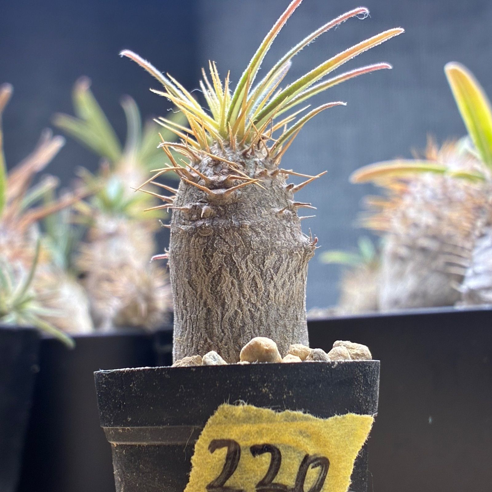 塊根植物】パキポディウム グラキリス 鉢ごと発送 送料無料 #220