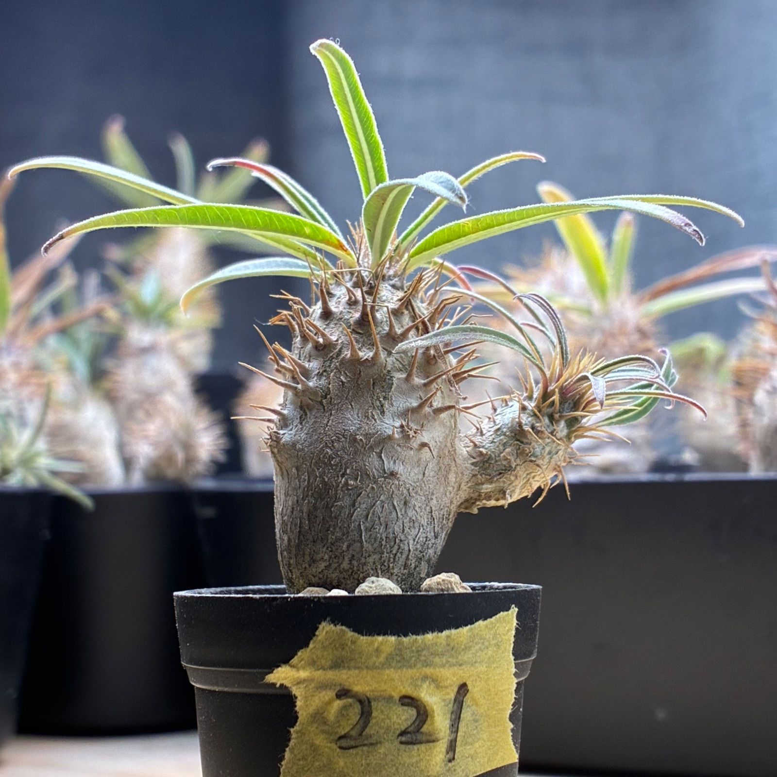 塊根植物】パキポディウム グラキリス 鉢ごと発送 送料無料 - メルカリ