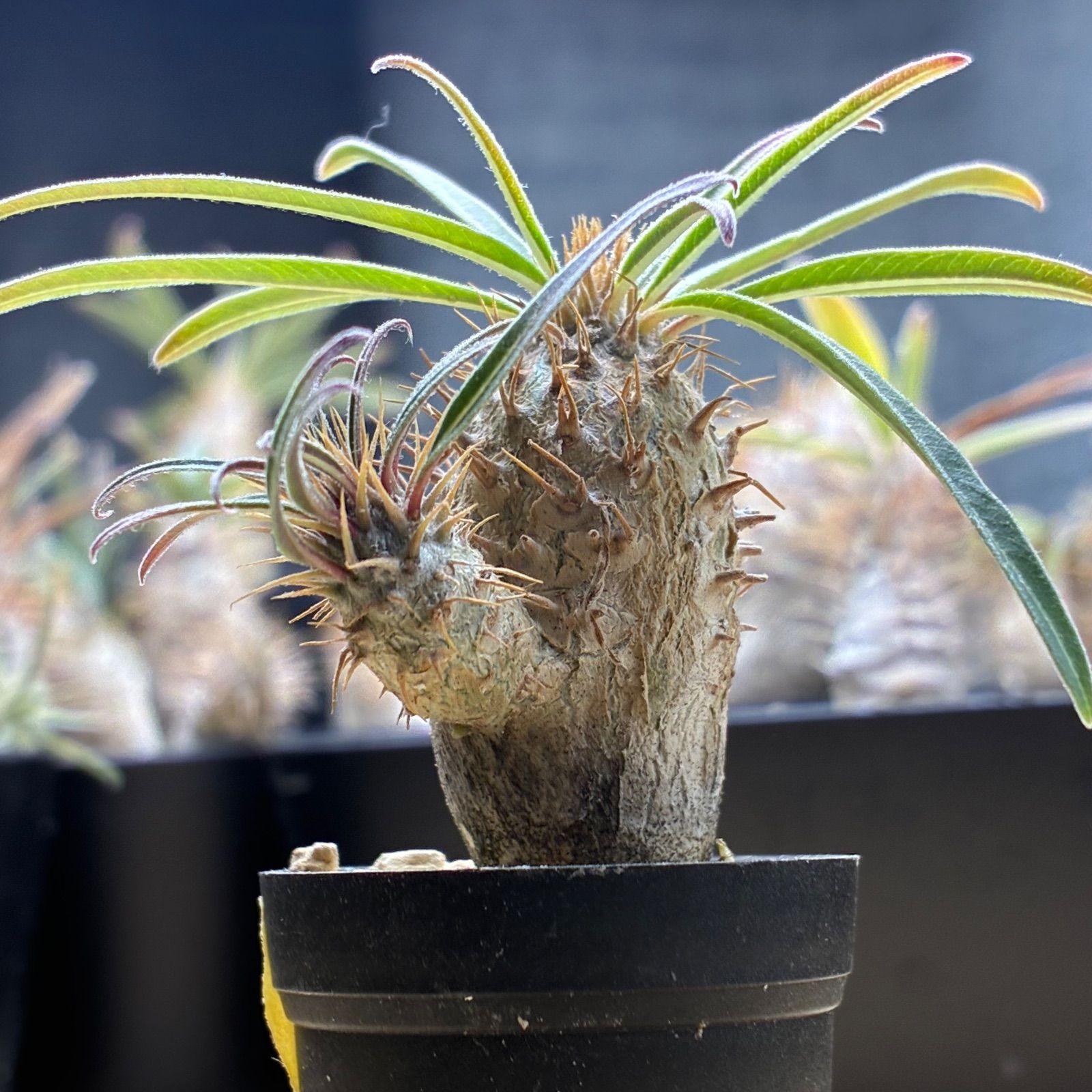 塊根植物】パキポディウム グラキリス 鉢ごと発送 送料無料 - メルカリ