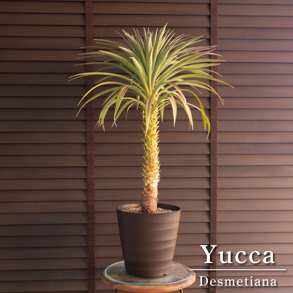 ユッカ デスメティアーナ 7号 Yucca Desmetiana ヤシ 幹立ち 1201BR
