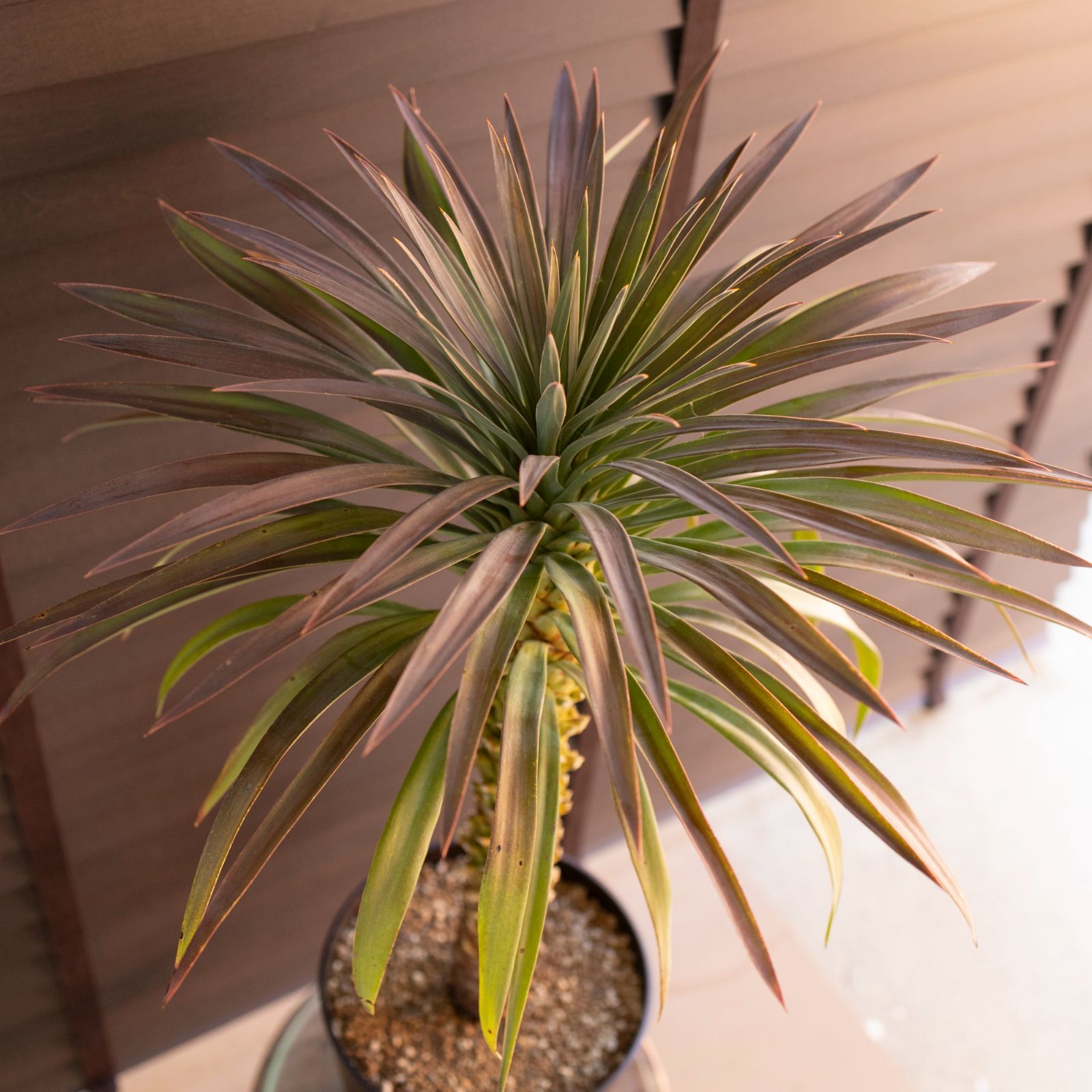 ユッカ デスメティアーナ 7号 Yucca Desmetiana ヤシ 幹立ち 1201BR