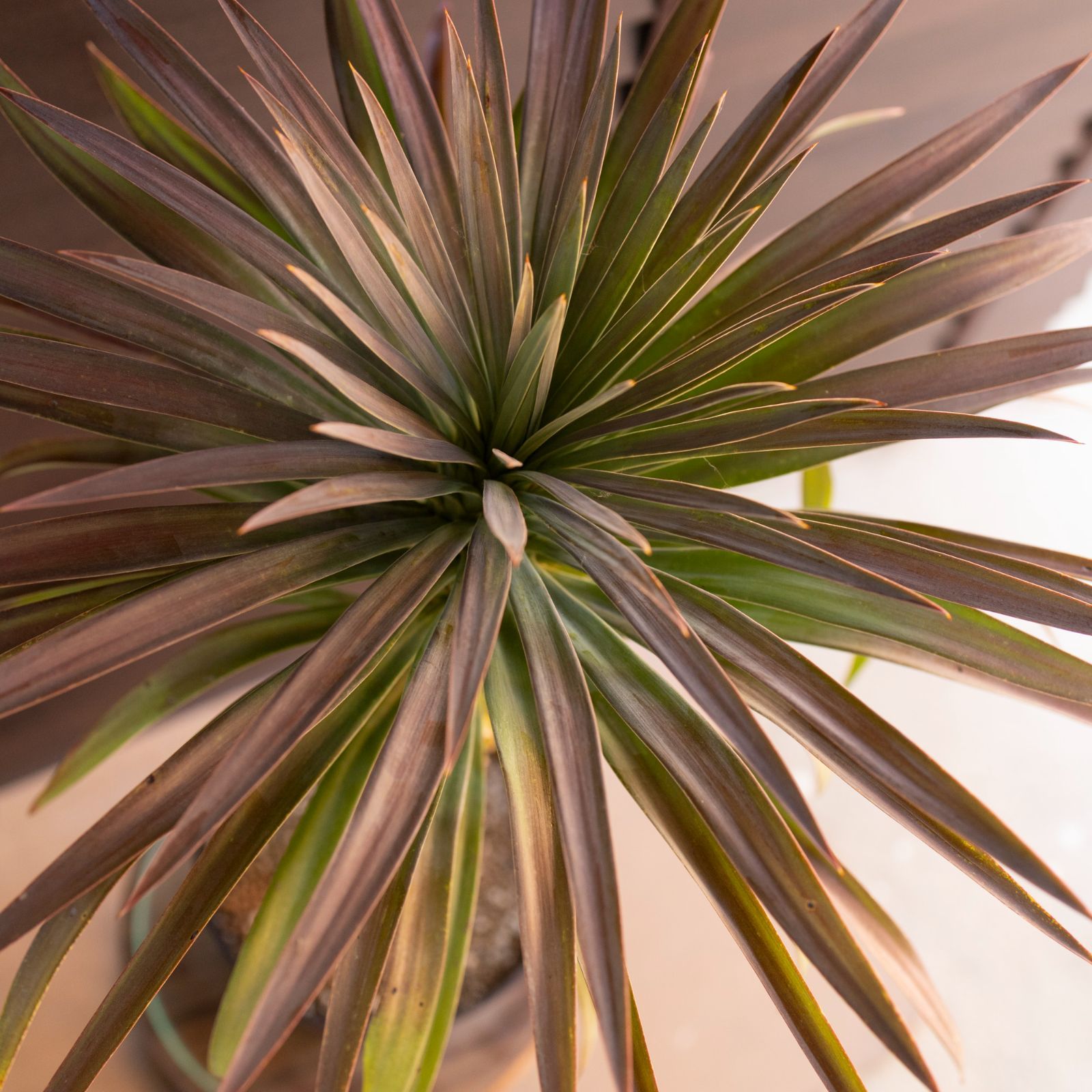 ユッカ デスメティアーナ 7号 Yucca Desmetiana ヤシ 幹立ち 1201BR