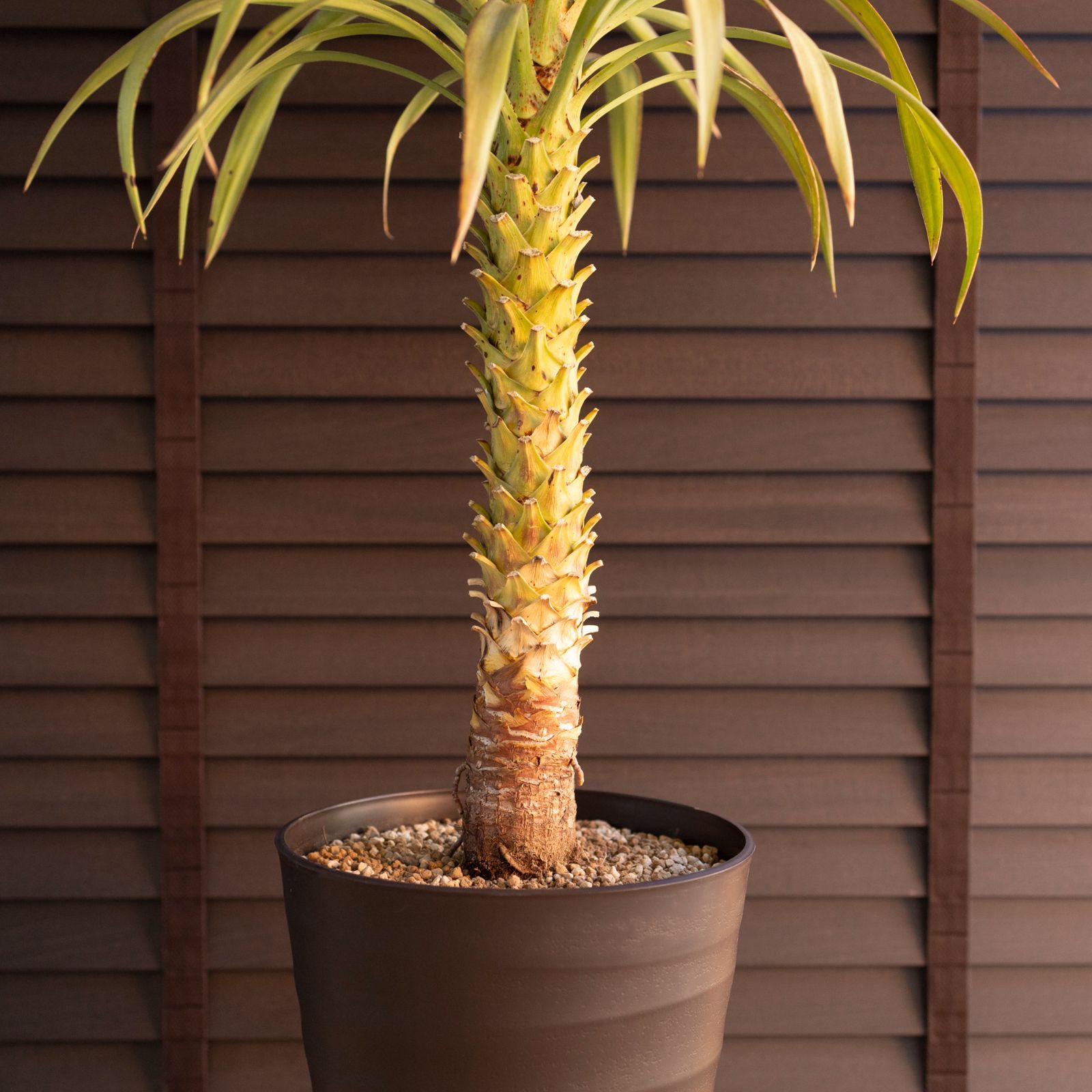 ユッカ デスメティアーナ 7号 Yucca Desmetiana ヤシ 幹立ち 1201BR