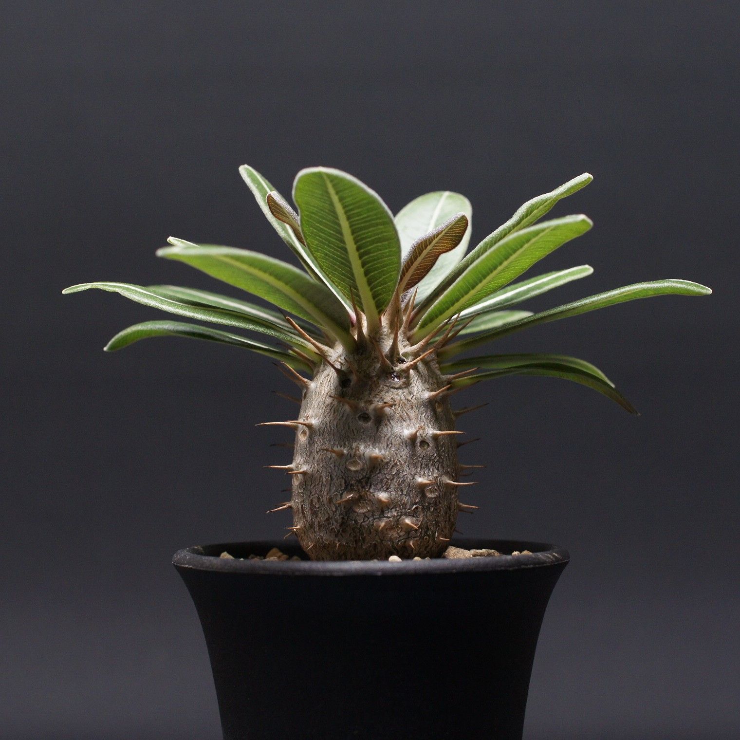 SHINYAKOZUKA LINING (AQUA) 2202SK20