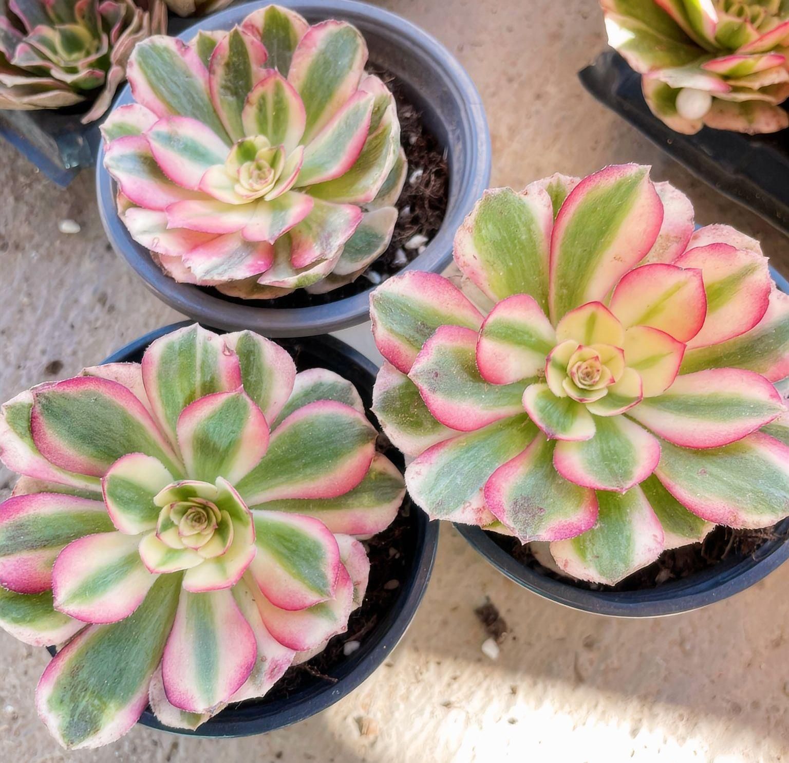 発根済み 七彩瑠璃（しちさいるり） × 3株セット 多肉植物 寄せ植え