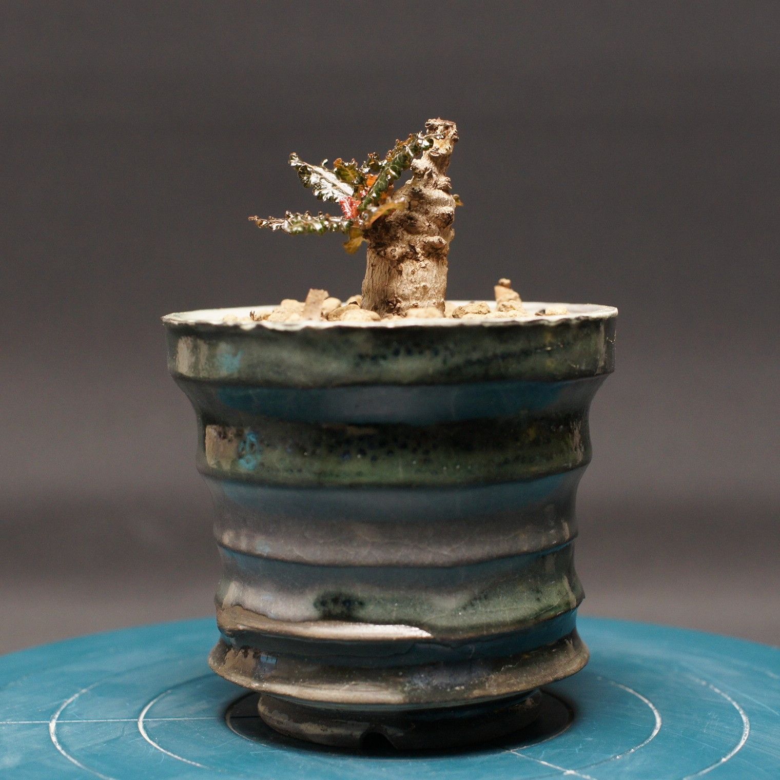 ボスウェリア ナナ 1株 種子】ボスウェリア ナナ /セット割あり 数量1粒から購入OK - メルカリ