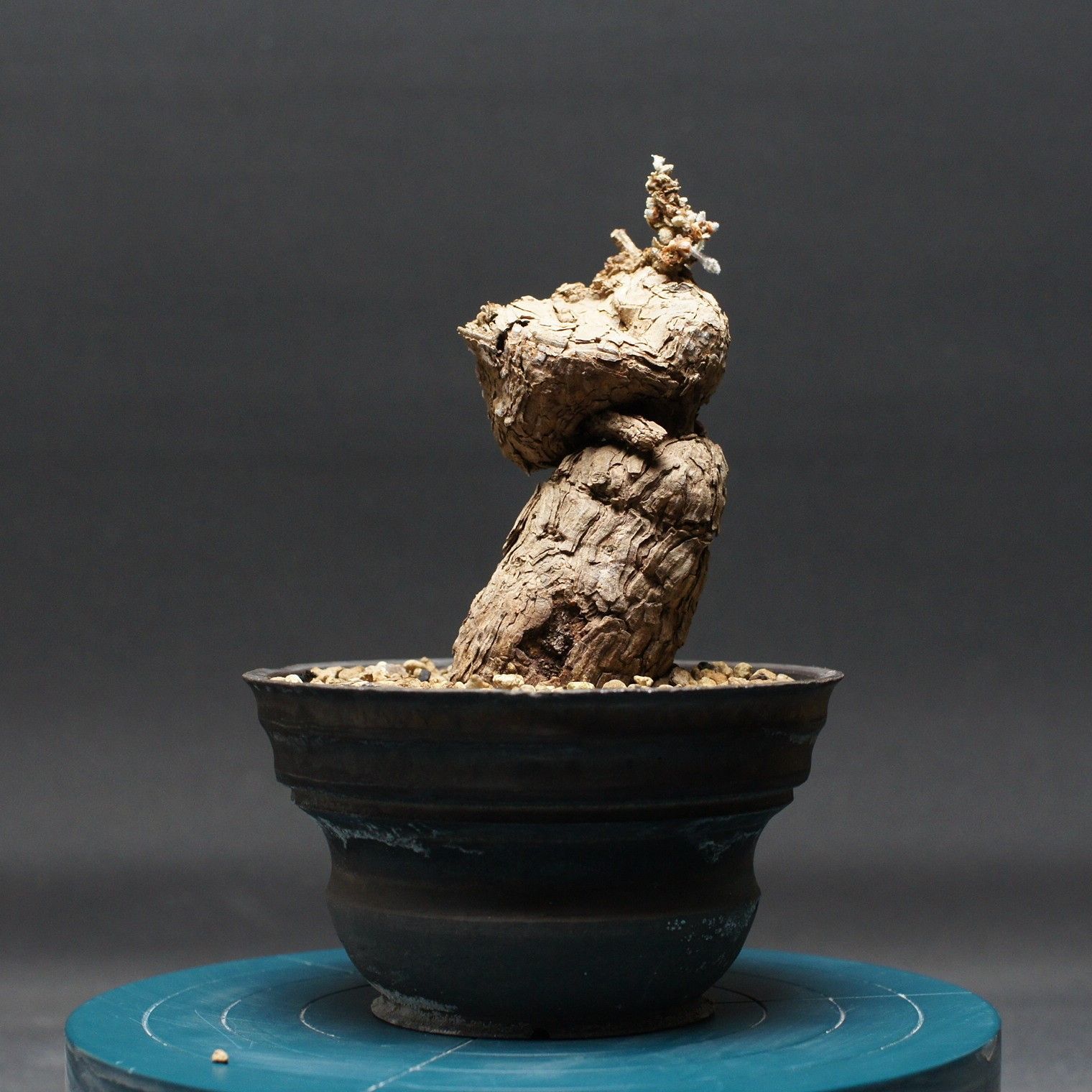 ペラルゴニウム　トリステ (Pelargonium triste) ペラルゴニウム トリステ 