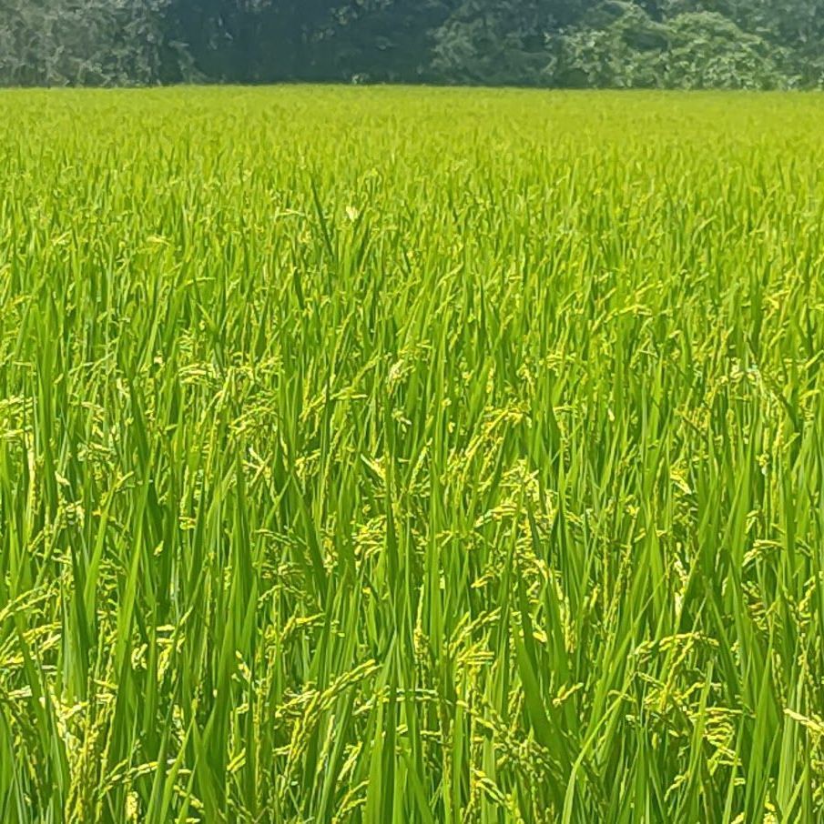 令和7年産】熊本県産 もりのくまさん 10kg 即日発送 - メルカリ