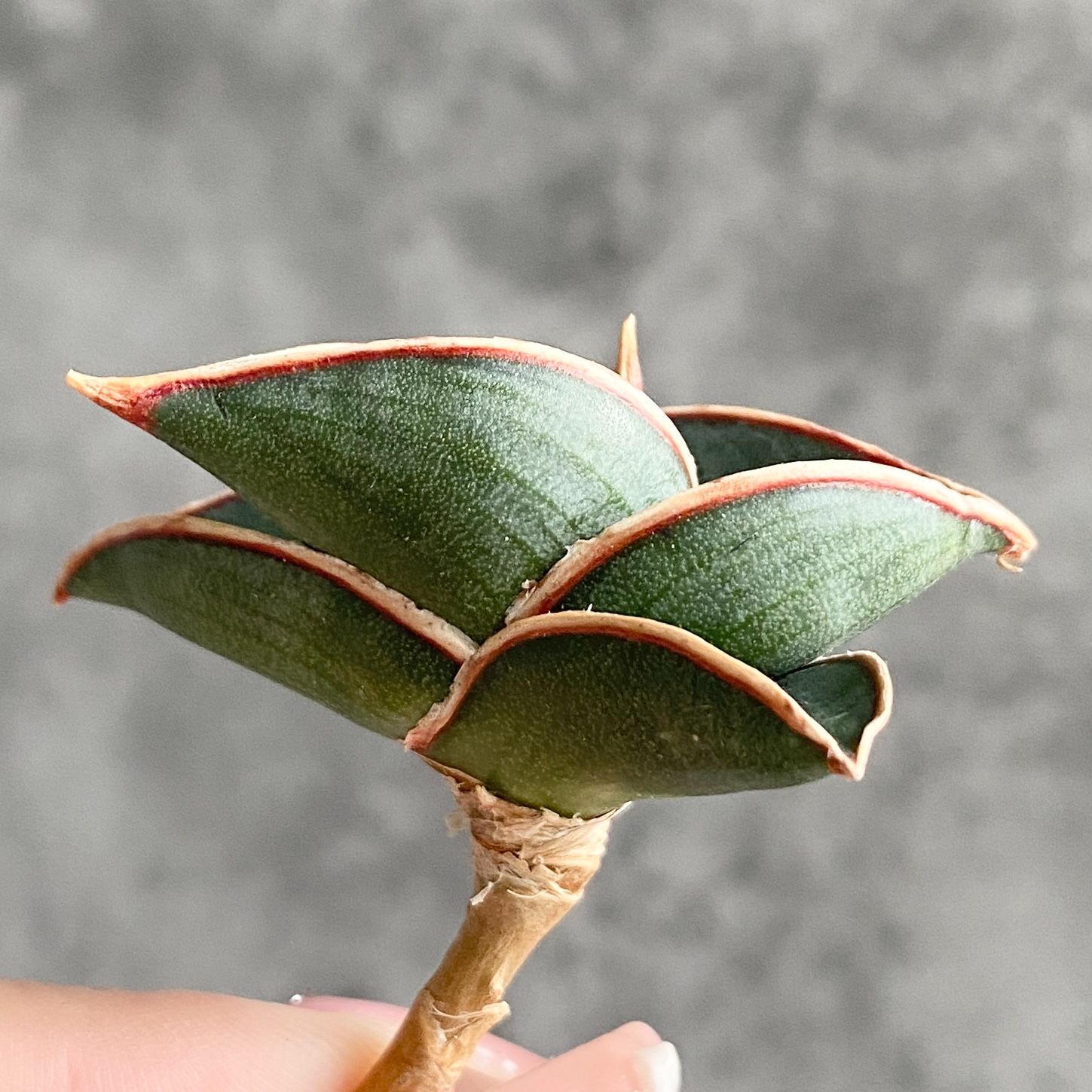 S10855【極上株！！】サンスベリア ロリダ ( ユーフォルビア