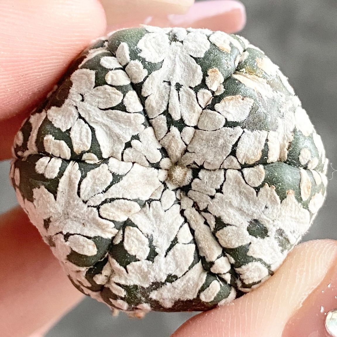 A4958◇数量限定◇ スーパー兜 Vタイプ サボテン - メルカリ