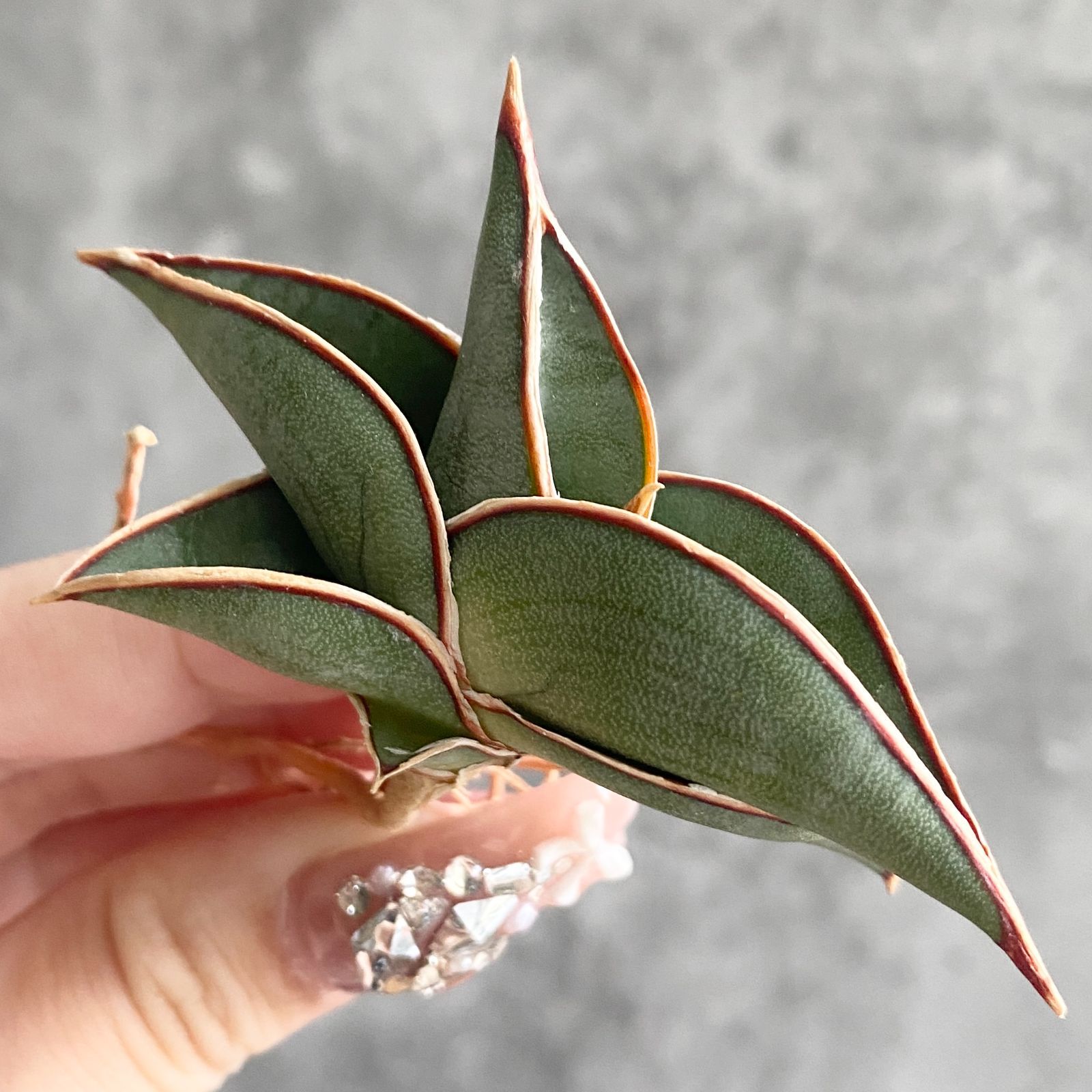 S10851【極上株！！】サンスベリア ロリダ ( ユーフォルビア