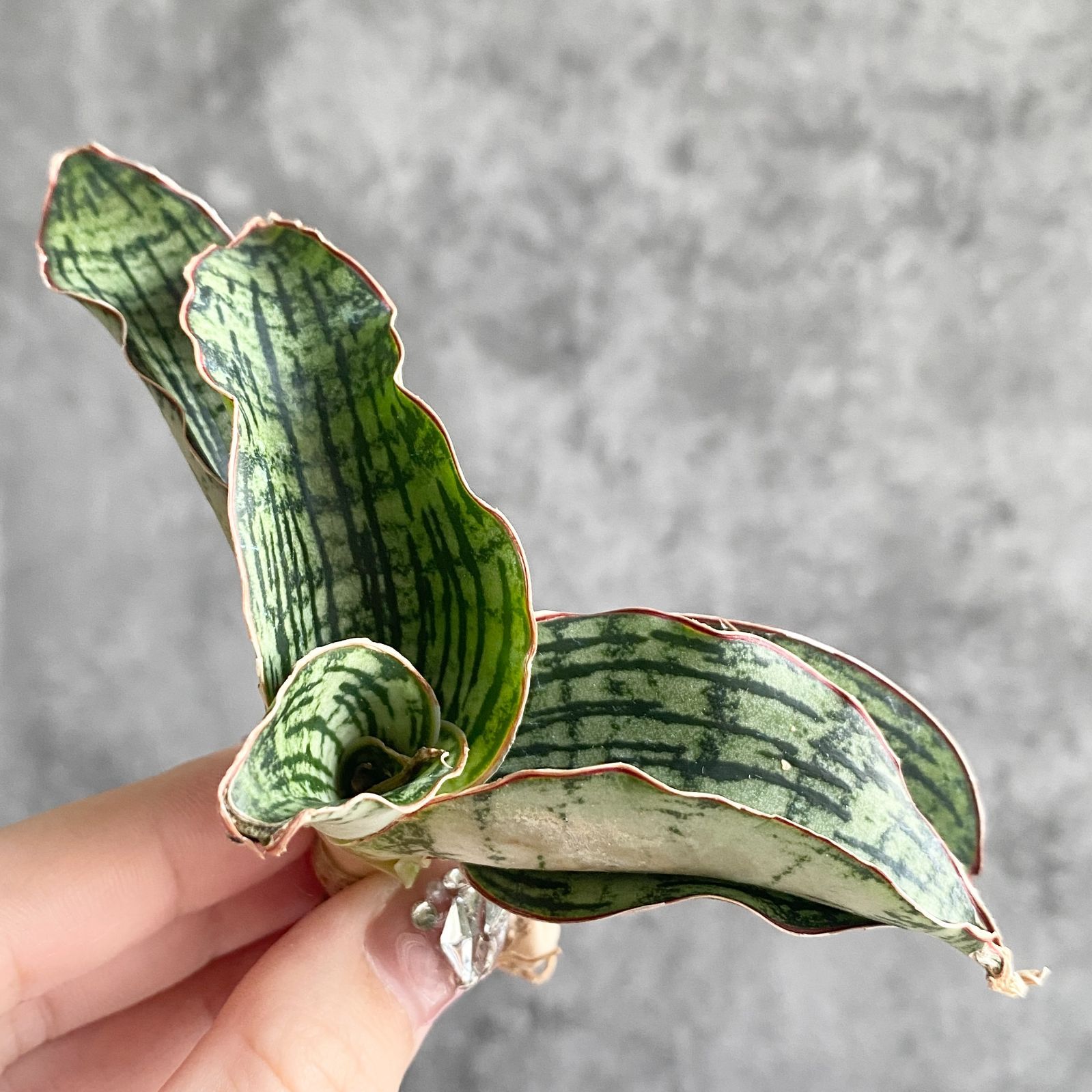 EMP サンセベリア ブアカーオ / SA391 EMP サンセベリア ブアカーオ / SA391 EMP サンセベリア ブアカーオ