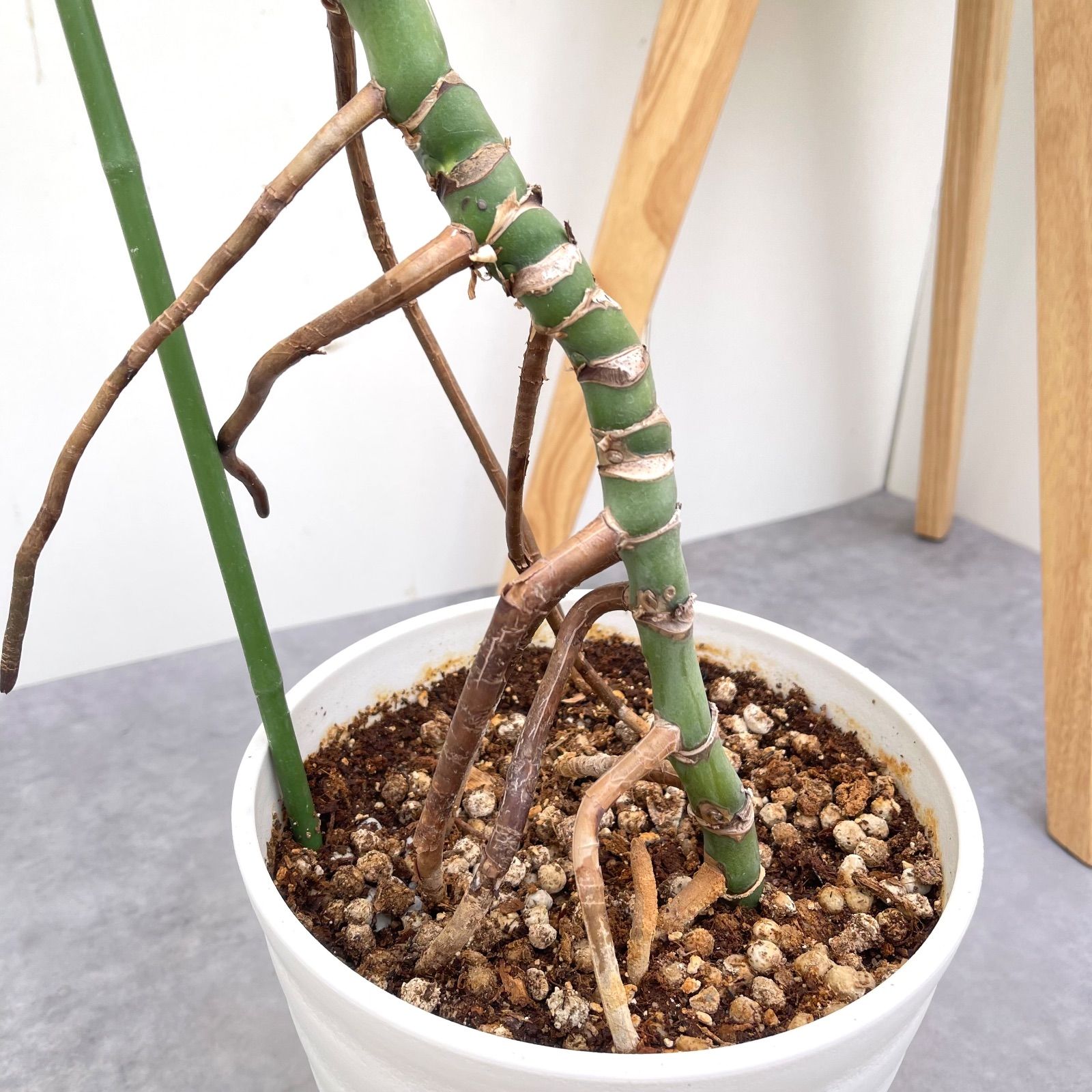 モンステラ ボルシギアナ 斑入り ホワイトタイガー 5【現品】☆希少