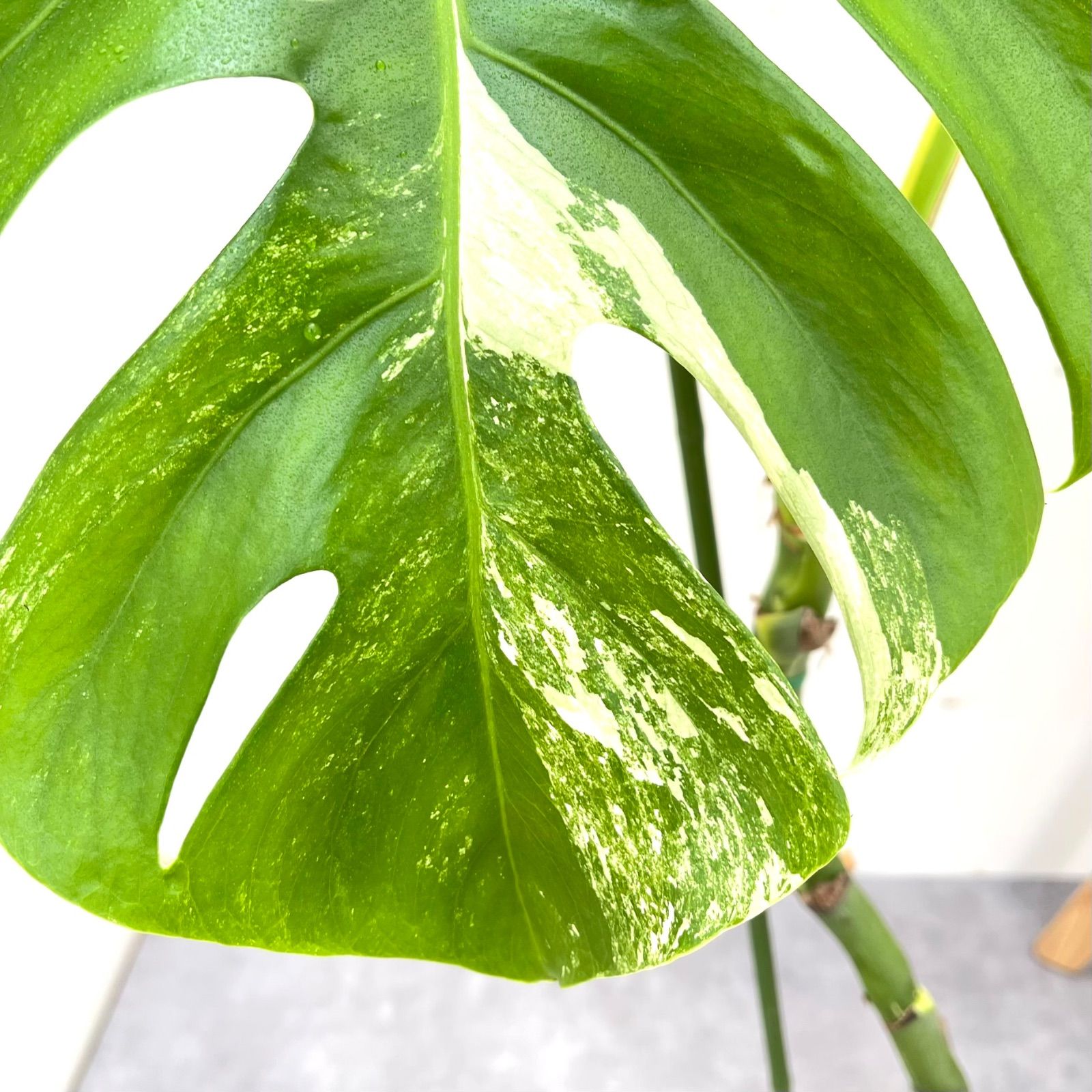 モンステラ ボルシギアナ 斑入り ホワイトタイガー 5【現品】☆希少