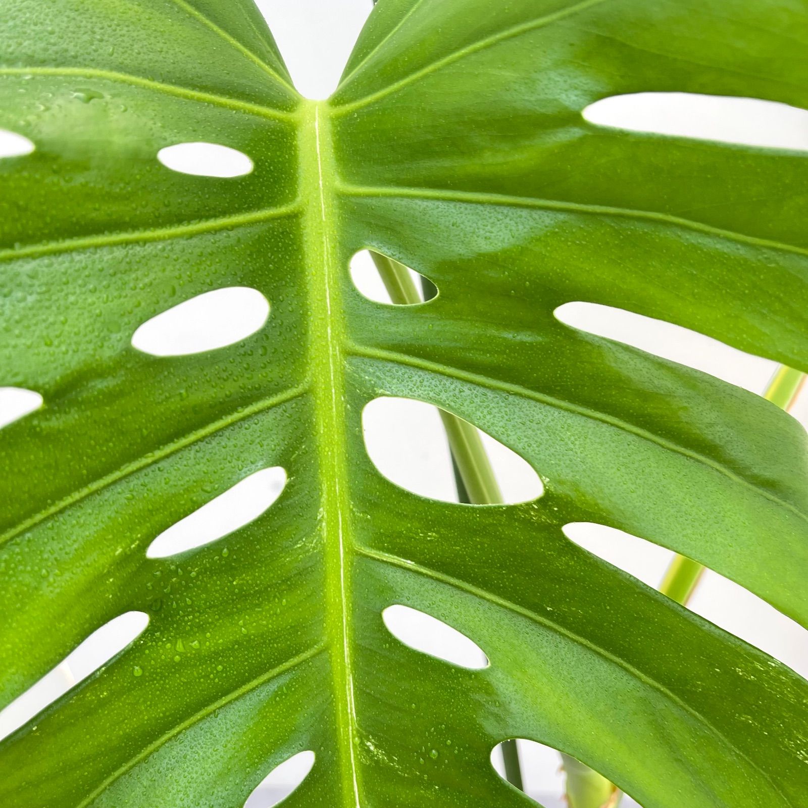 モンステラ ボルシギアナ 斑入り ホワイトタイガー 5【現品】☆希少