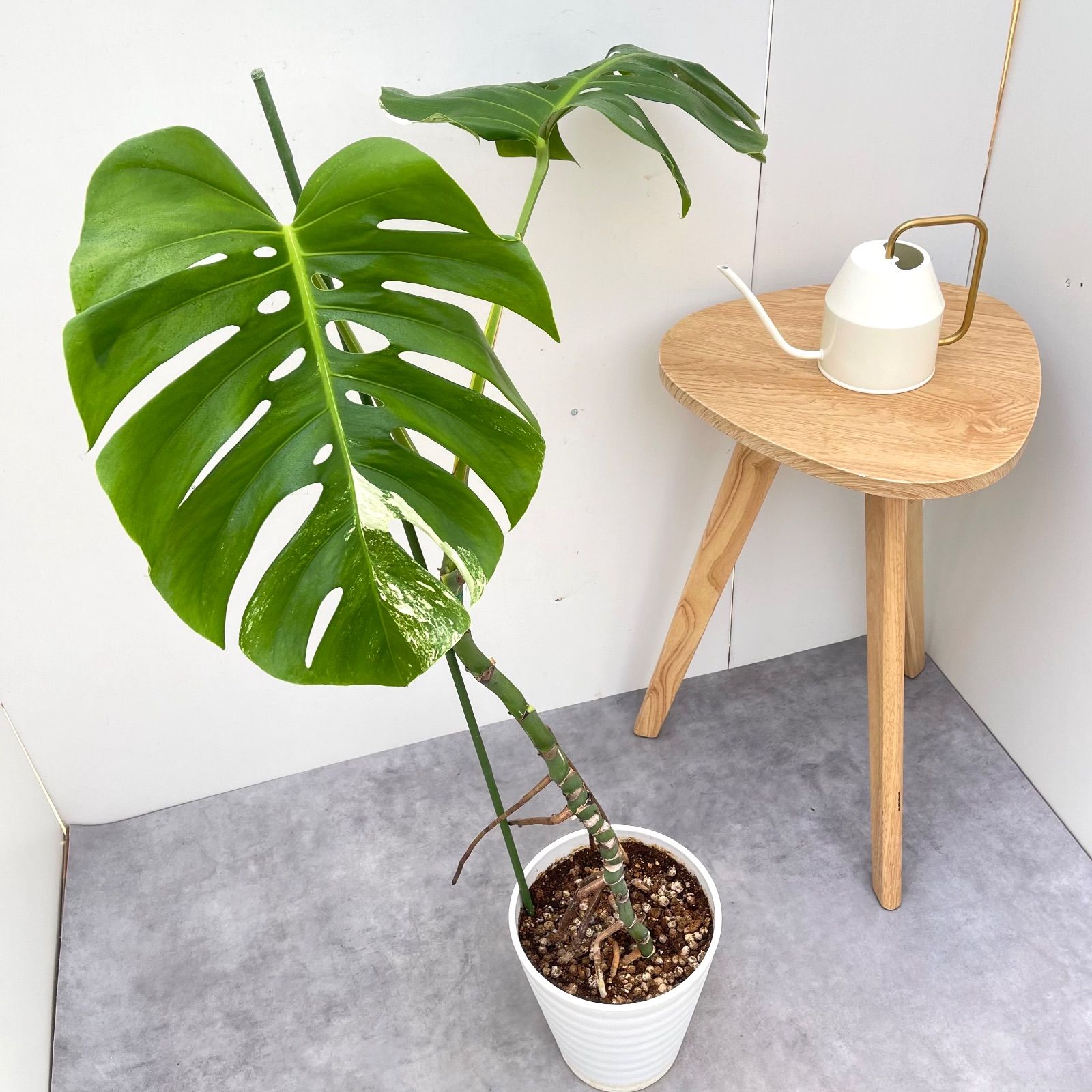 モンステラ ボルシギアナ 斑入り ホワイトタイガー 5【現品】☆希少