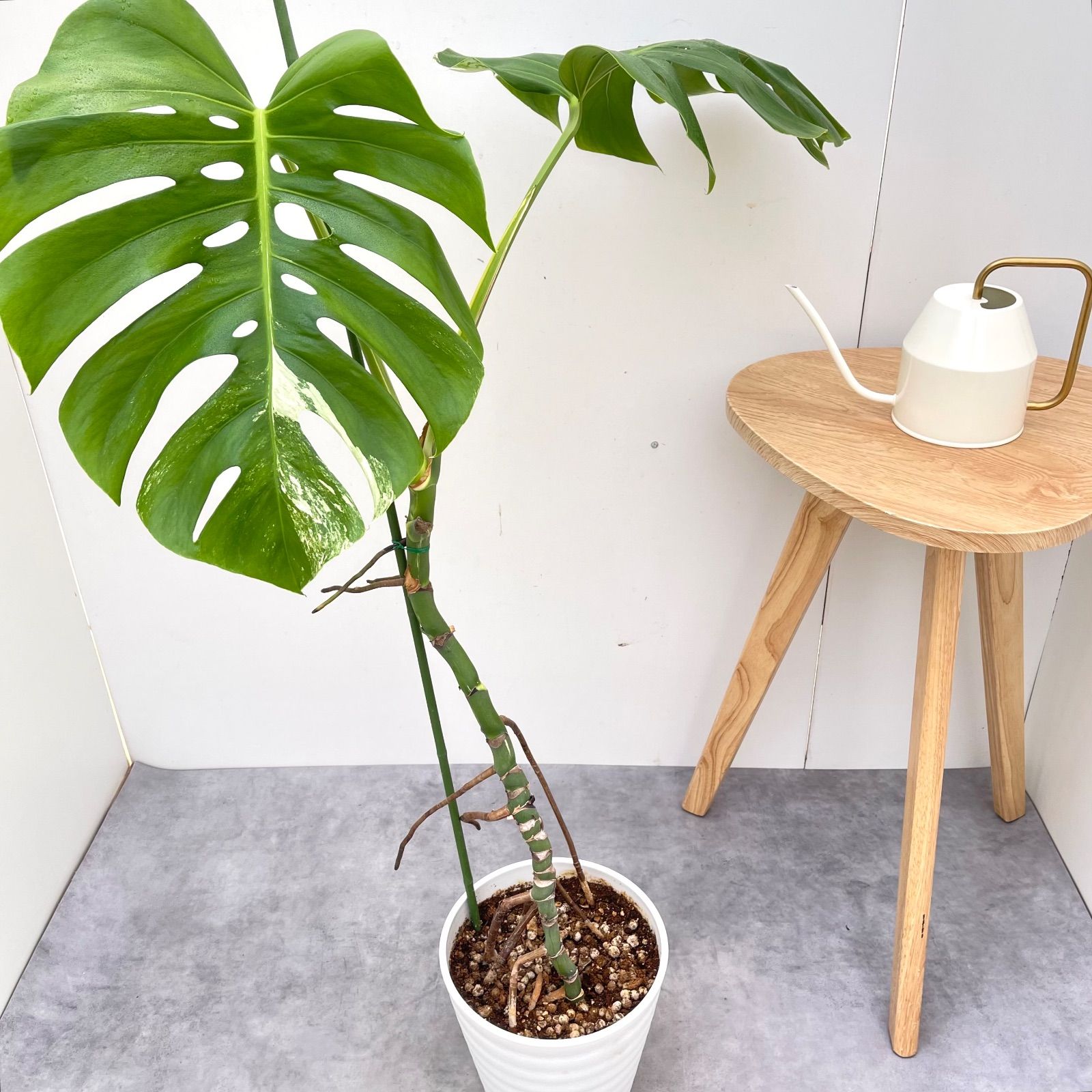 モンステラ ボルシギアナ 斑入り ホワイトタイガー 5【現品】☆希少