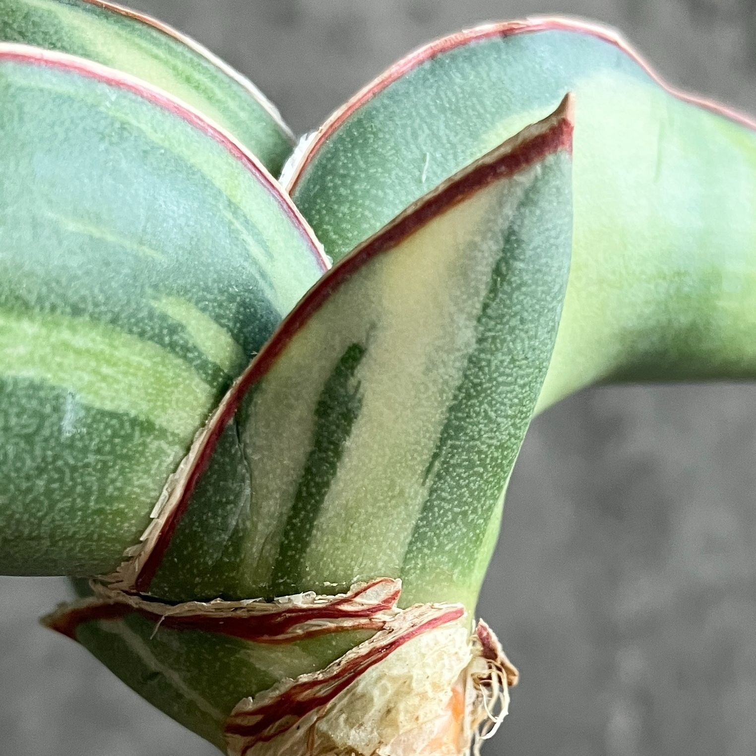 ☆S-5 超稀少 サンスベリア スノーホワイト 斑入り メルカリ発送 ☆S-5 超稀少 サンスベリア スノーホワイト 斑入り メルカリ発送 激