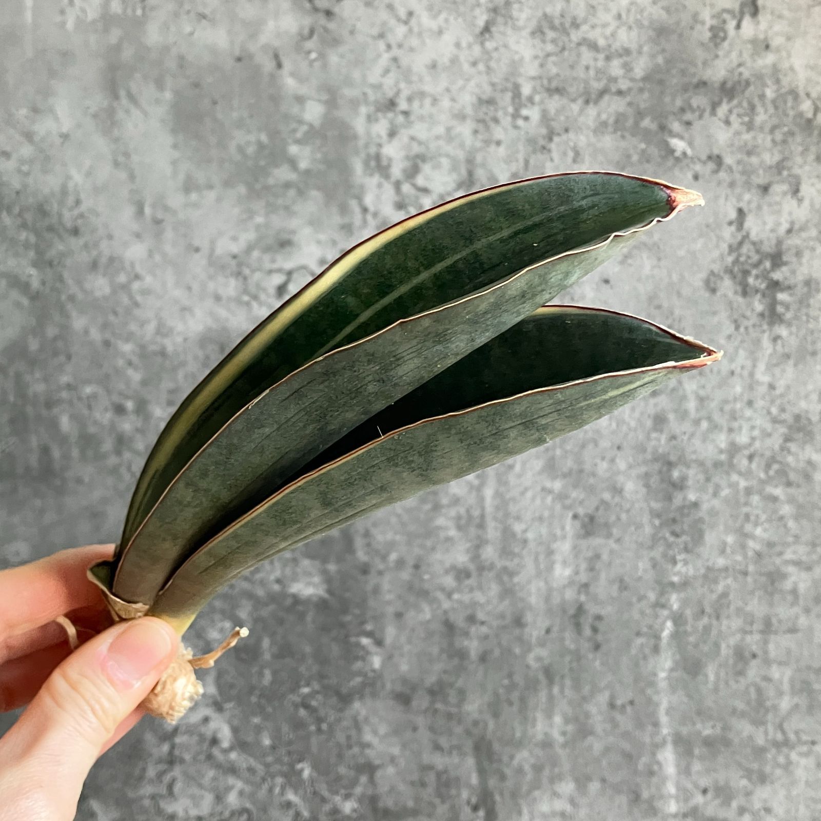 S10827【SS級！超希少品種！！】サンスベリア スーパーピンク バット