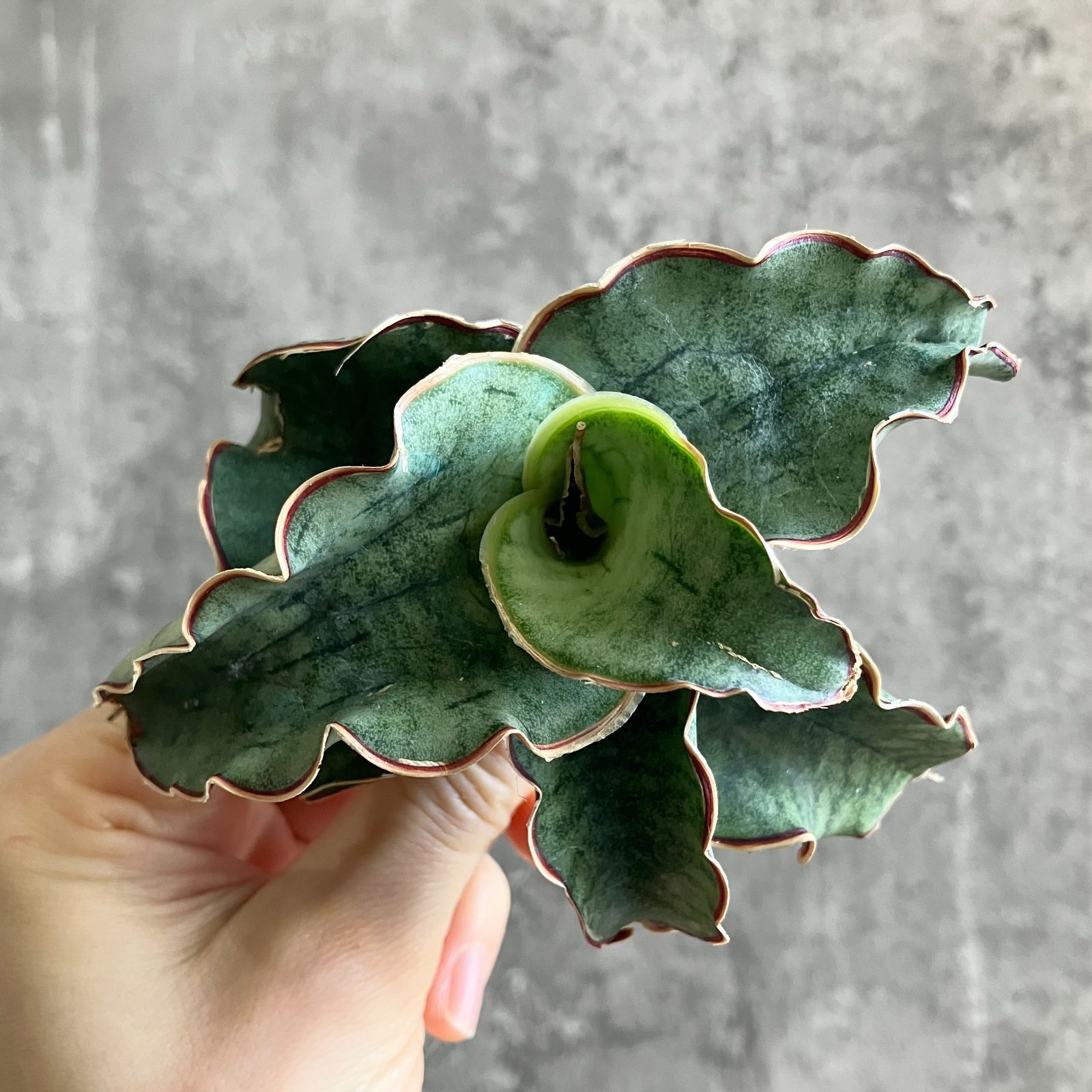 フトオアゲハ♂標本 ☆台湾産☆有名種 104mm 美麗標本状態⭕️ 入手困難