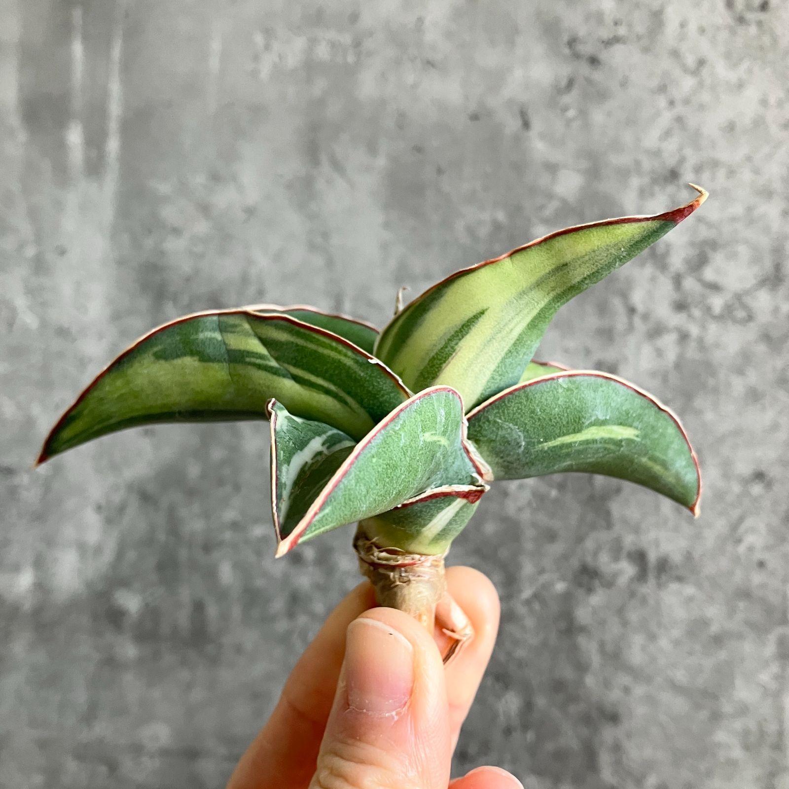 S10822白縞斑入り【極上S級 縞斑入り大株！！】サンスベリア