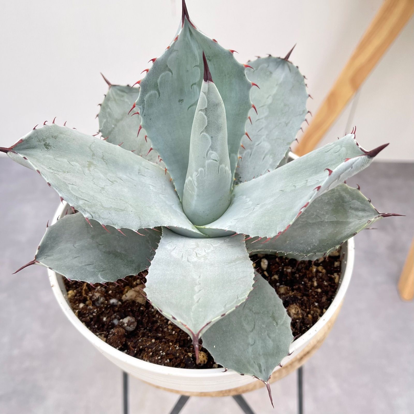 アガベ パリー トルンカータ 2【現品】観葉植物 多肉植物 屋外 - メルカリ