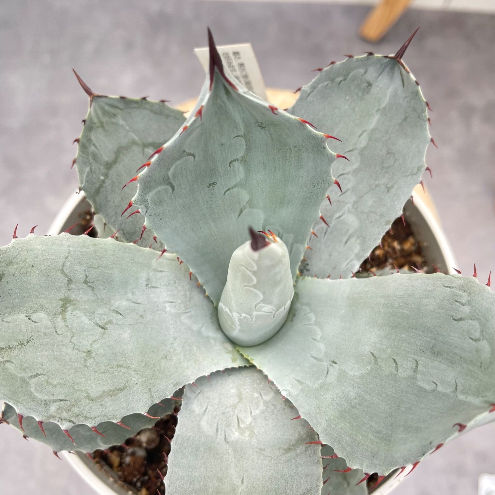 アガベ パリー トルンカータ 2【現品】観葉植物 多肉植物 屋外 - メルカリ アガベ パリー トルンカータ 2【現品】観葉植物 多肉植物 屋外 - メルカリ