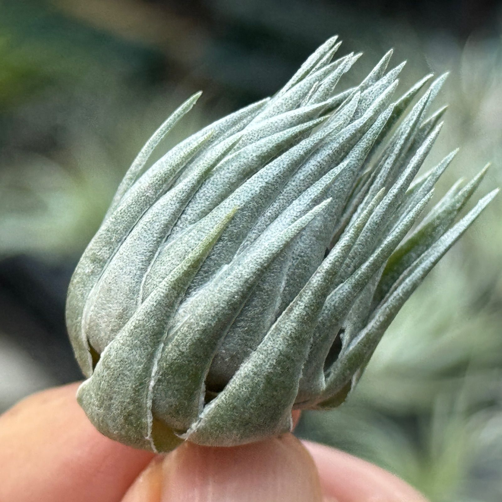 現品＊ メタリックシルバーな輝き！＊ ふっくらずんぐり極上株