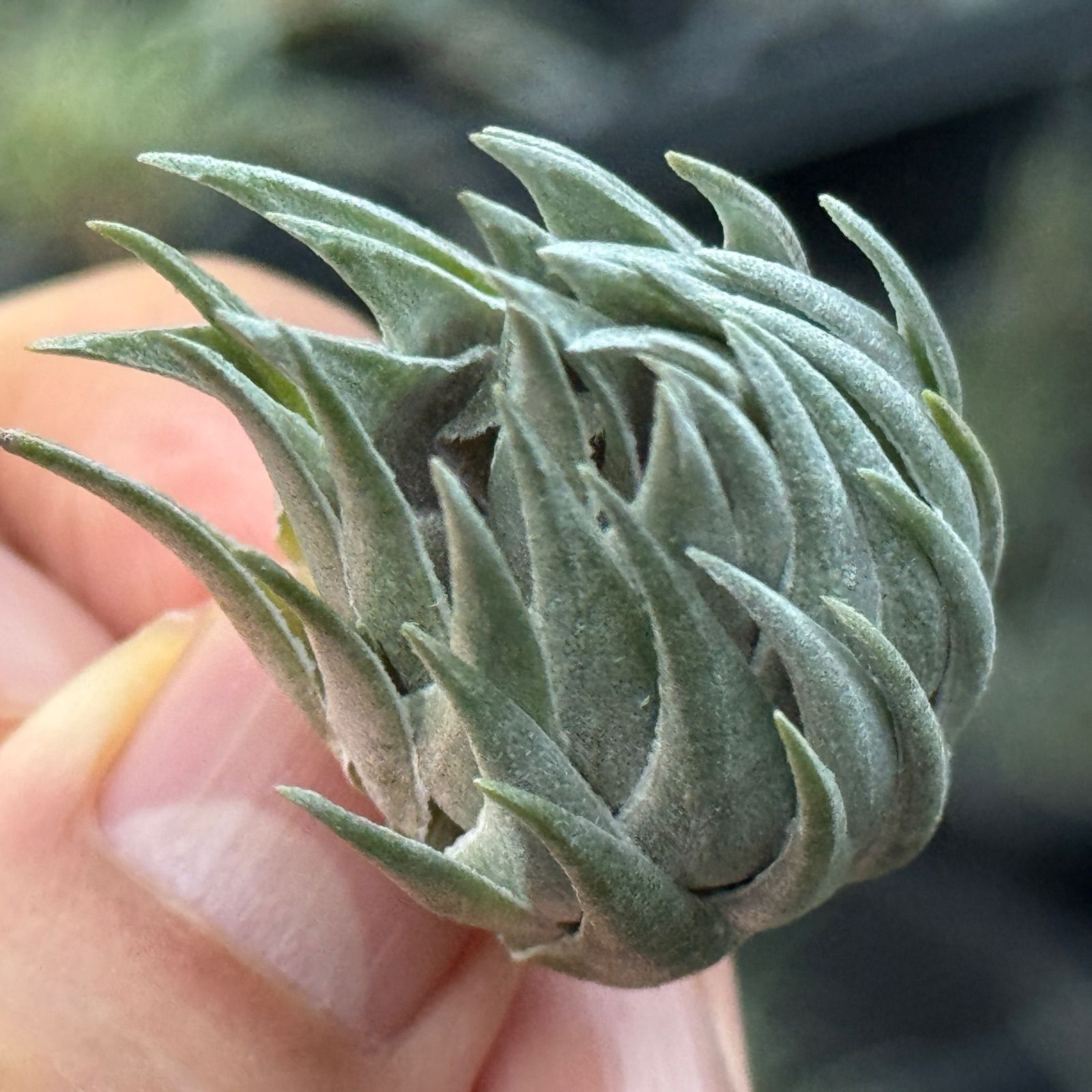 現品＊ メタリックシルバーな輝き！＊ ふっくらずんぐり極上株