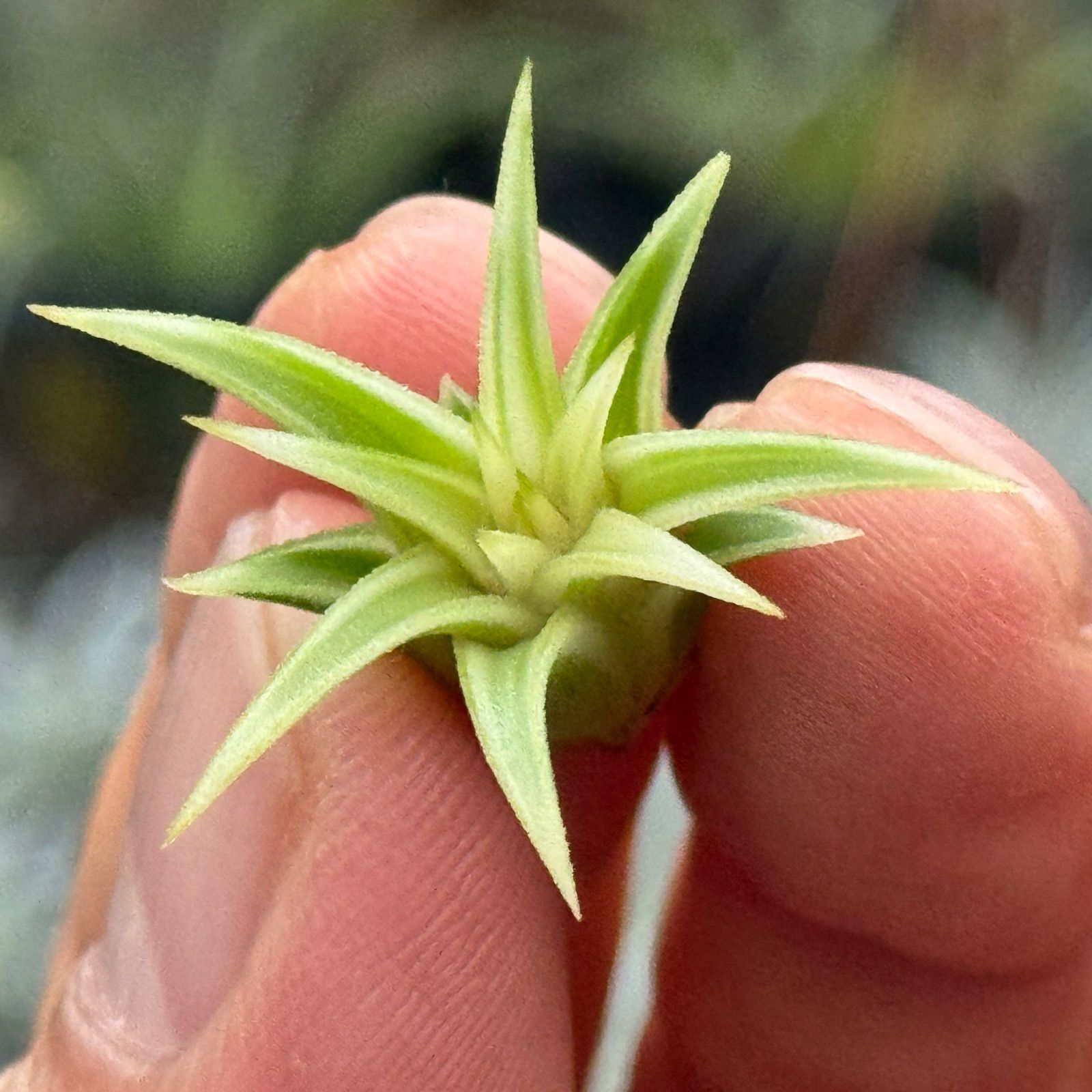 現品＊ ミニ株＊ ホワイト率多め綺麗＊ チランジア イオナンタ アルボ