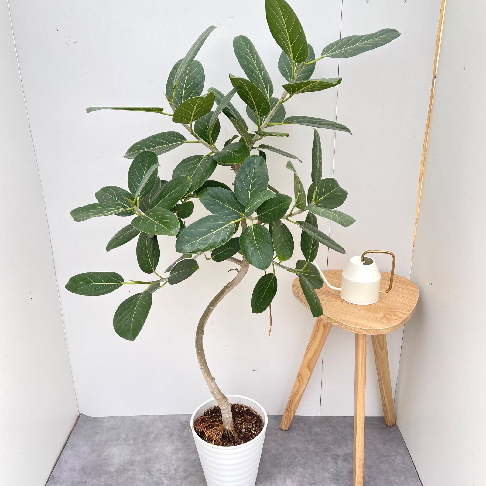 フィカス ベンガレンシス 曲がり 12【現品】観葉植物 大型 室内 - メルカリ