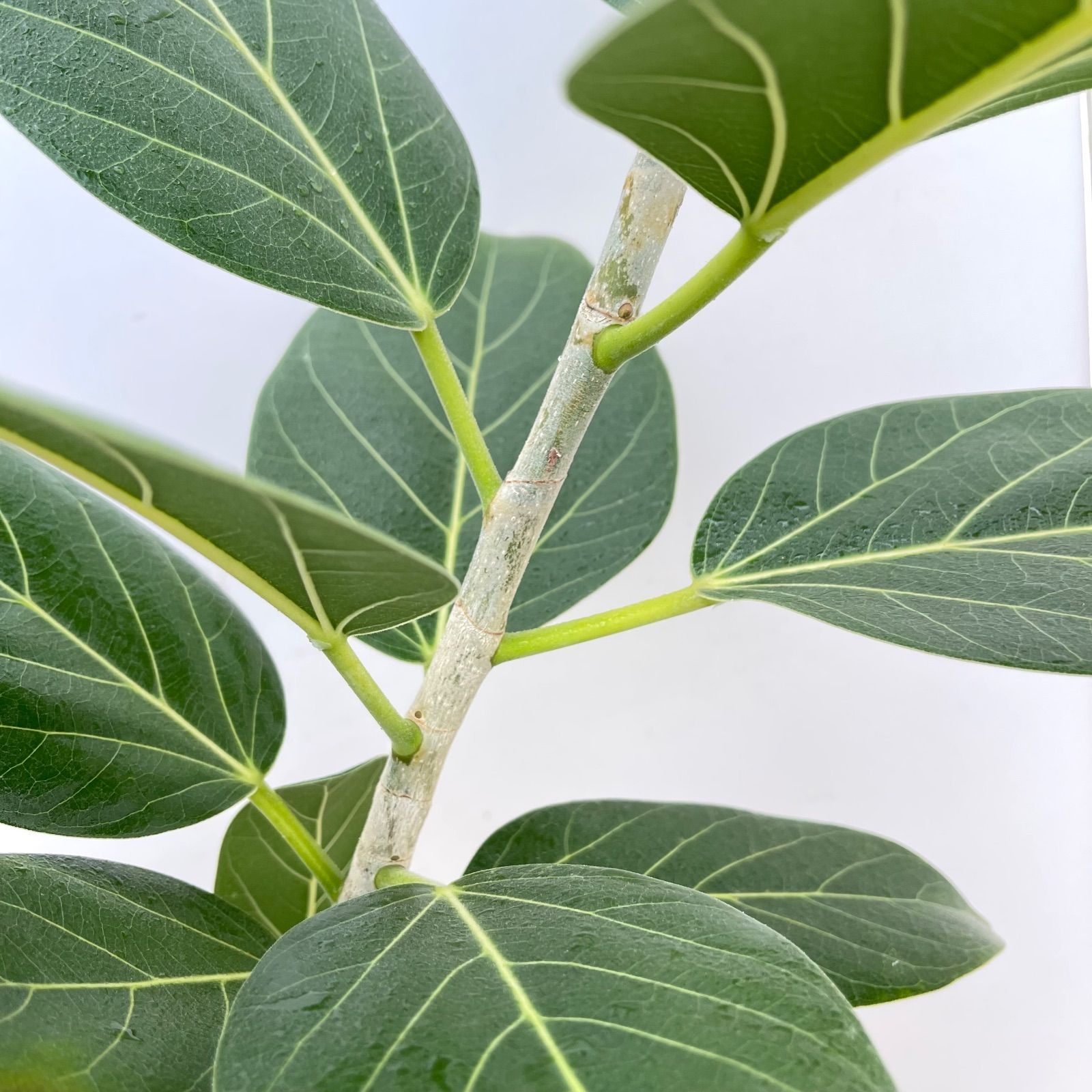 フィカス ベンガレンシス 曲がり 12【現品】観葉植物 大型 室内