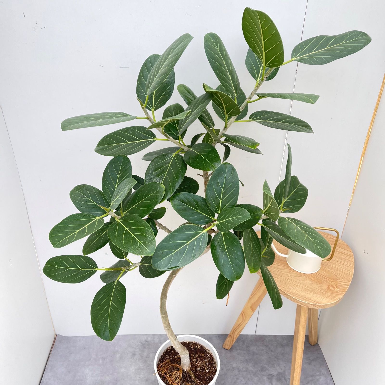 フィカス ベンガレンシス 曲がり 12【現品】観葉植物 大型 室内
