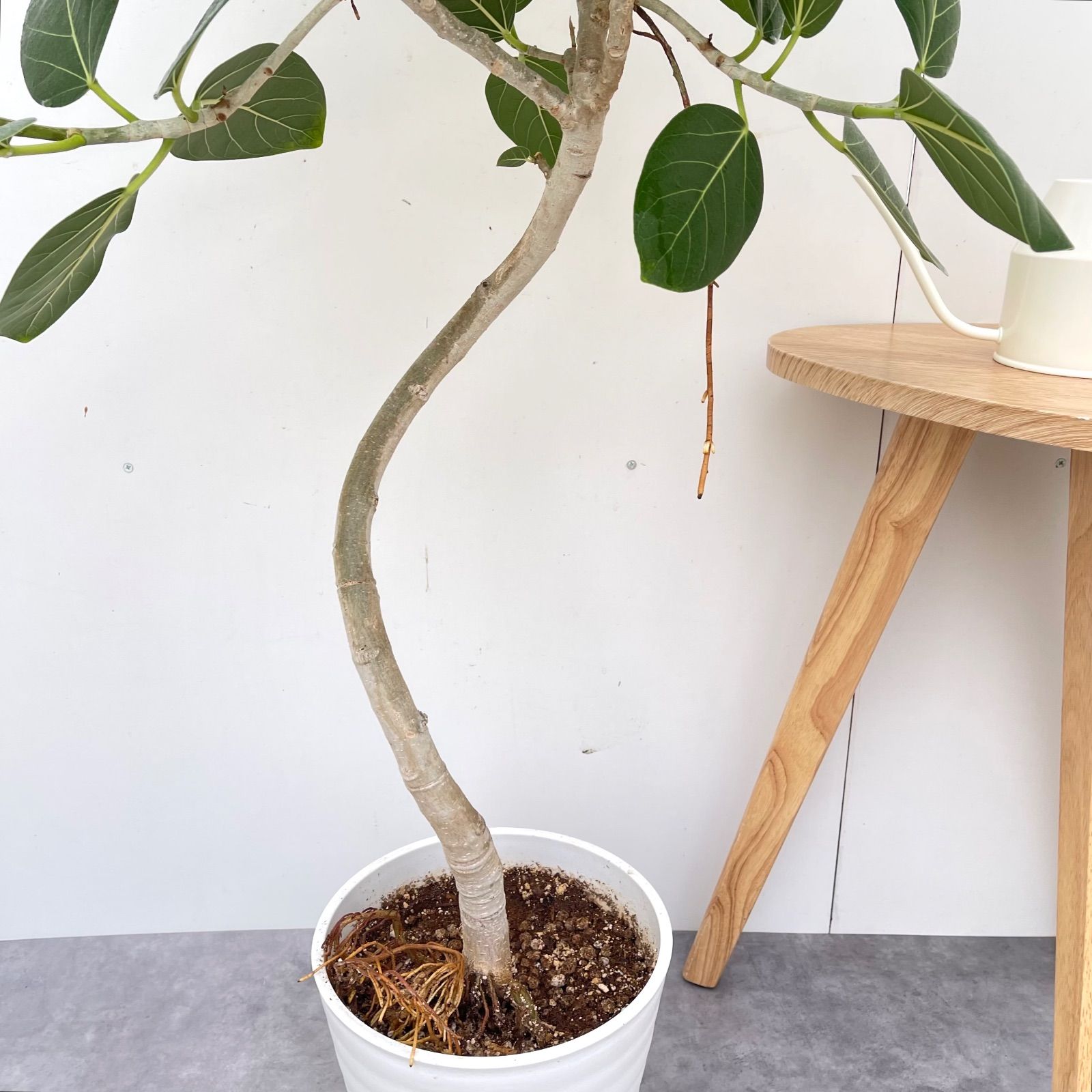 フィカス ベンガレンシス 曲がり 12【現品】観葉植物 大型 室内